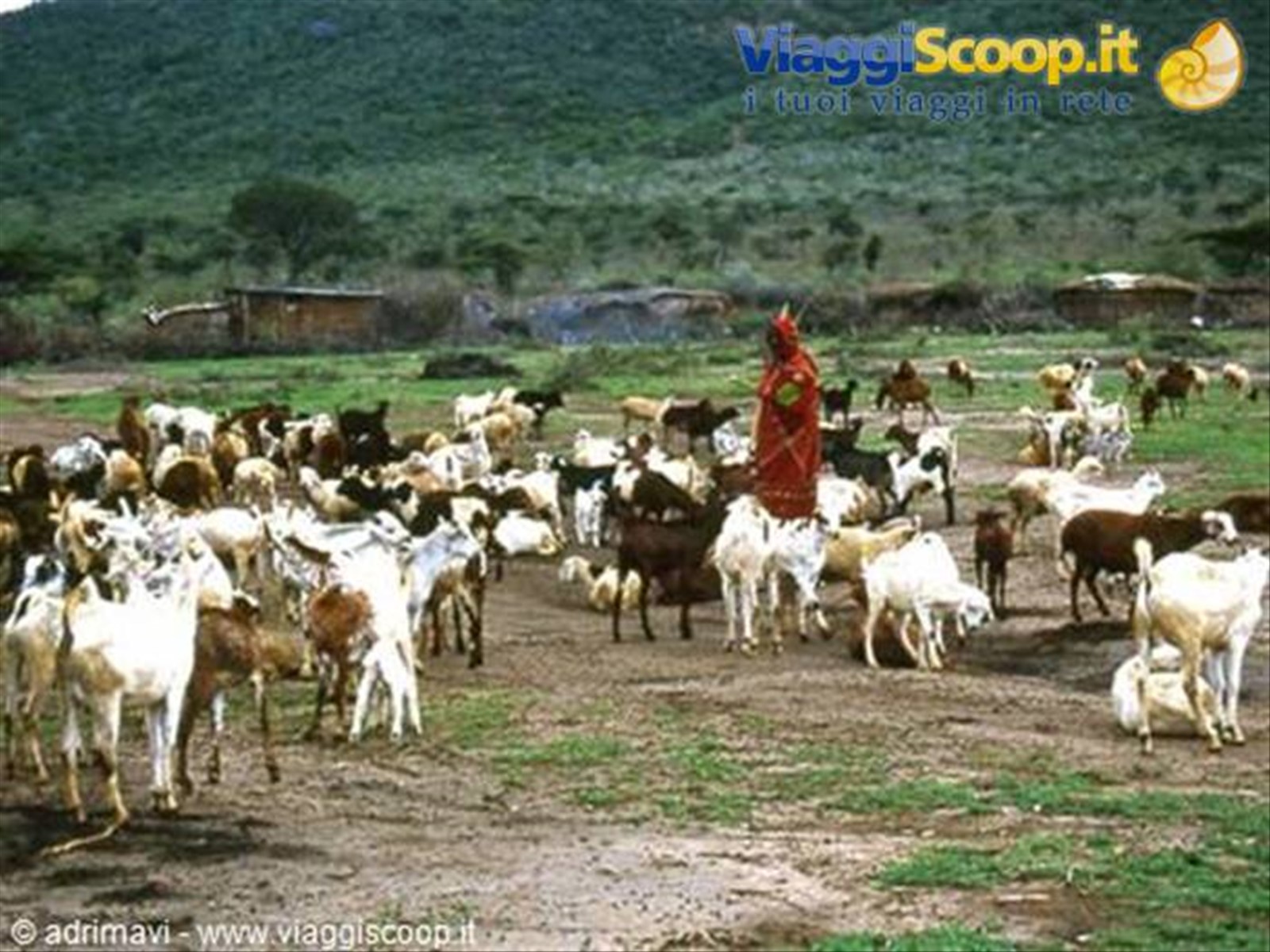 pastore masai