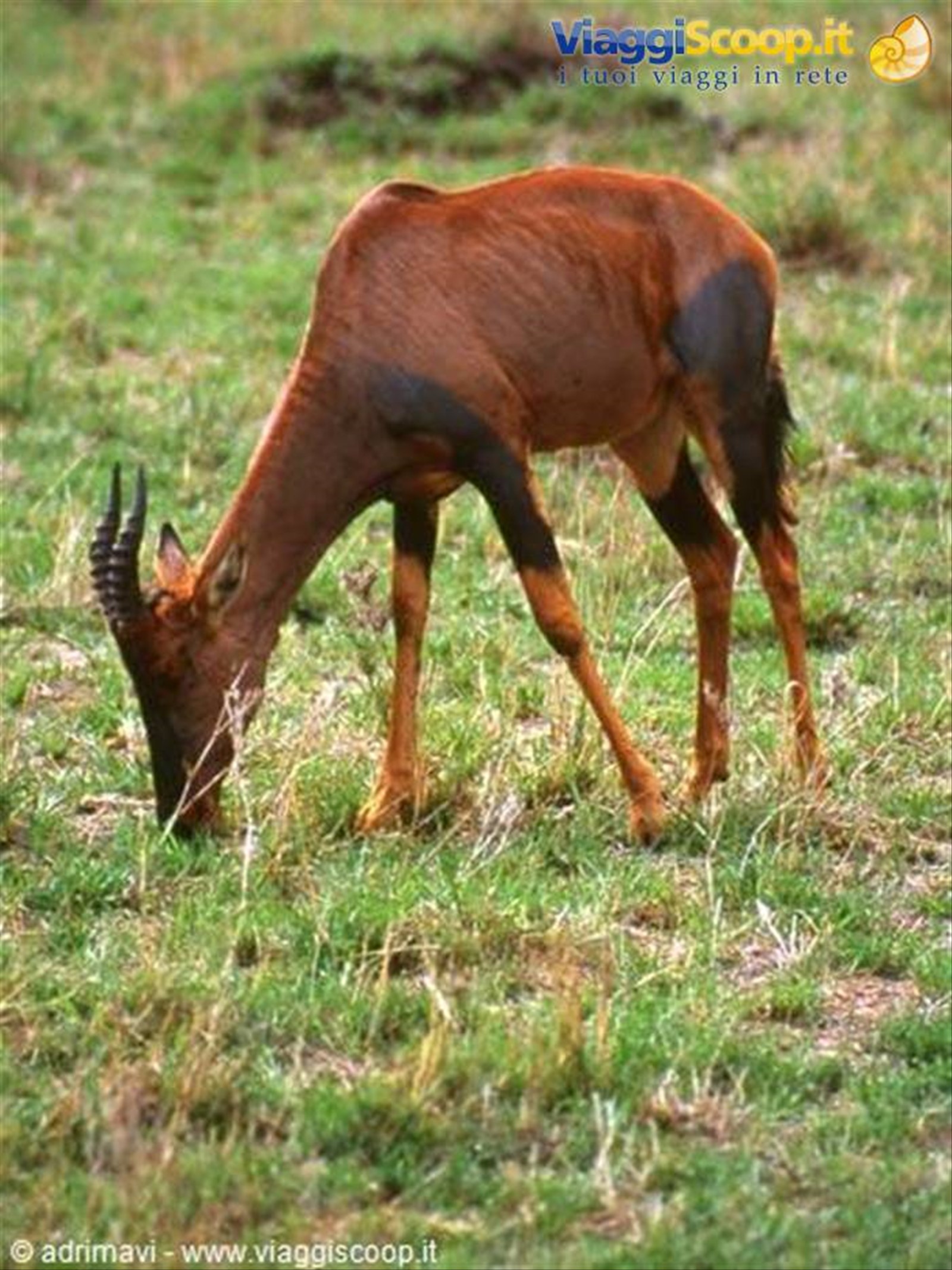 Masai Mara Reserve - alcefalo