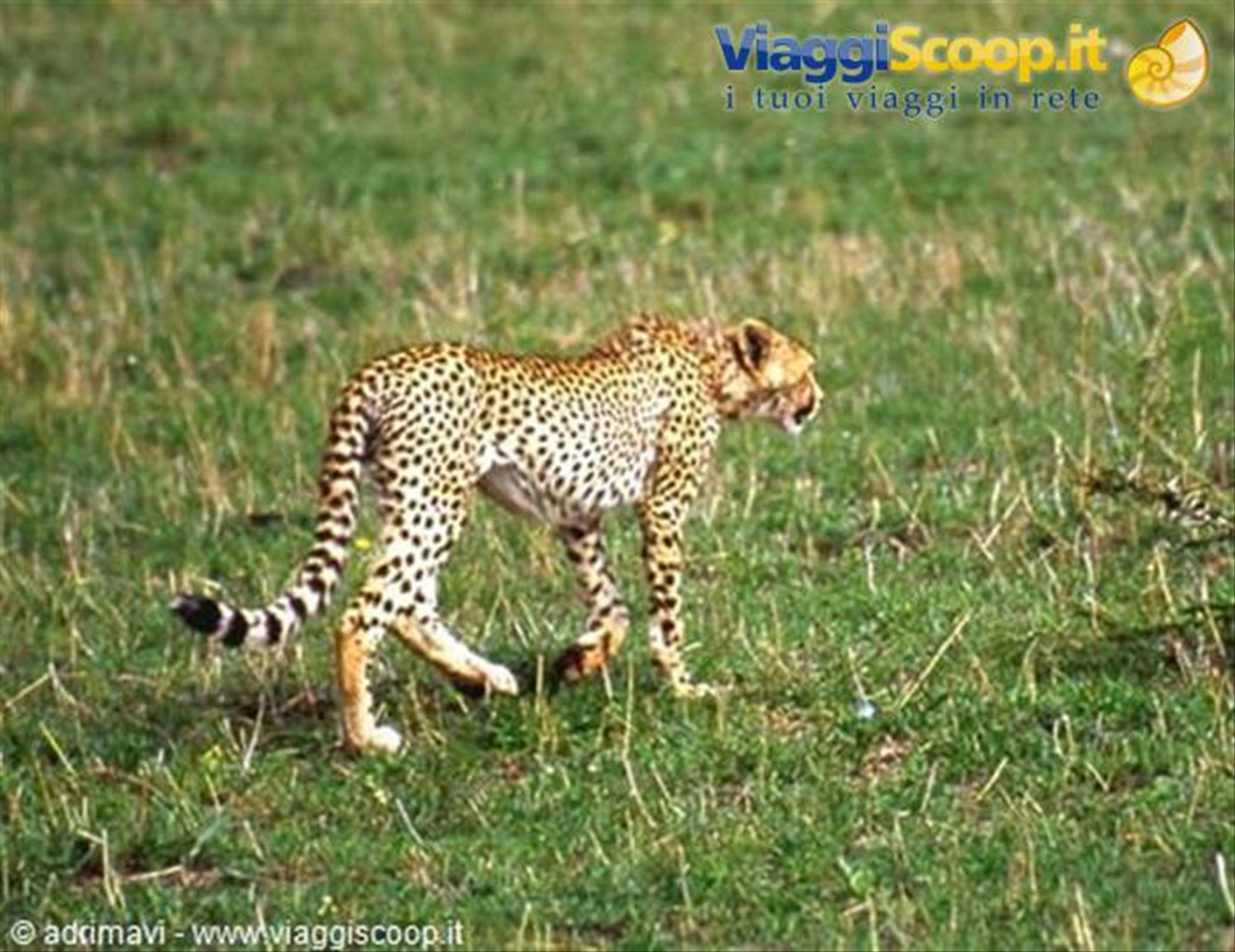 Masai Mara Reserve - ghepardo