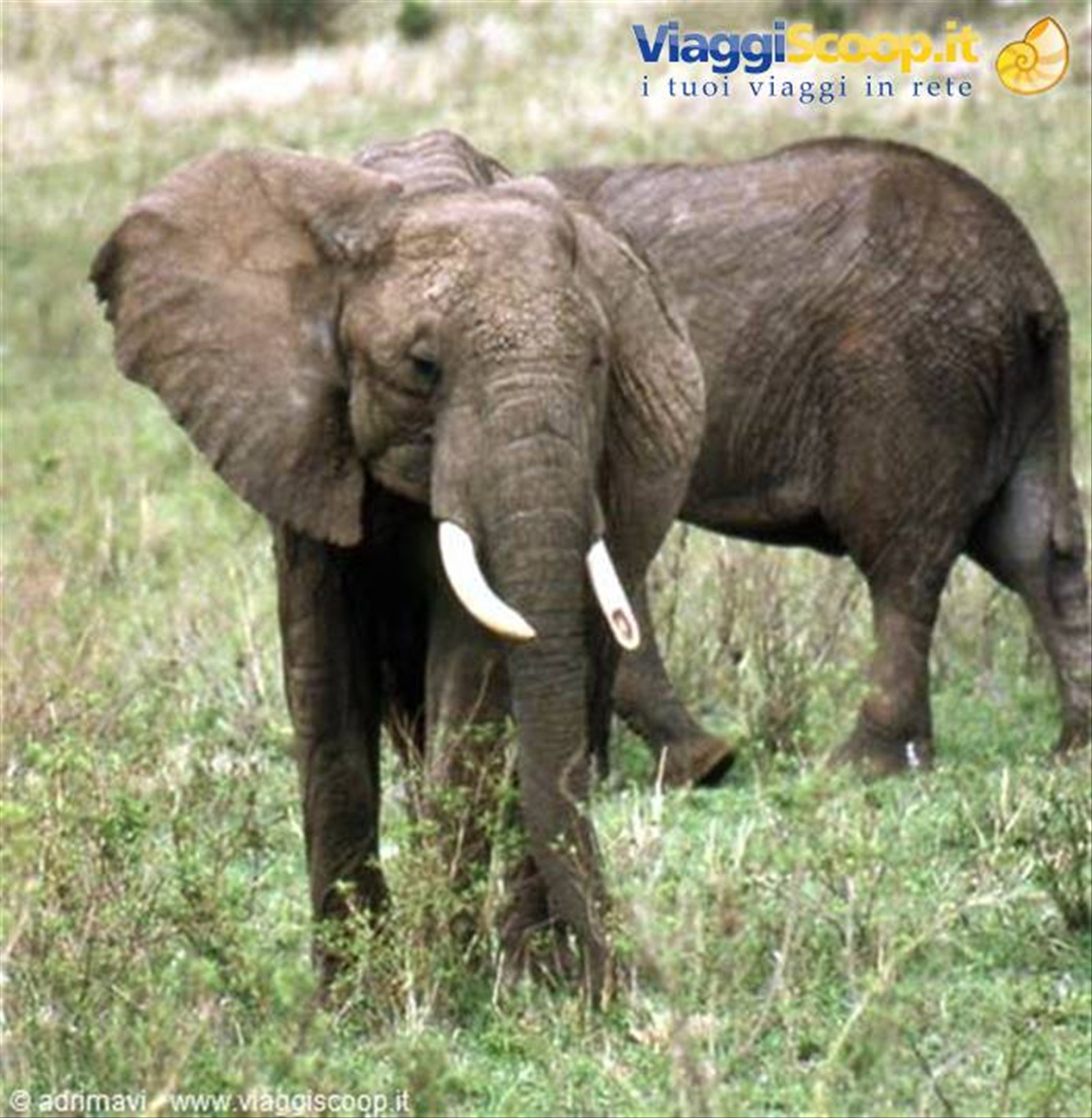 Masai Mara Reserve - elefante