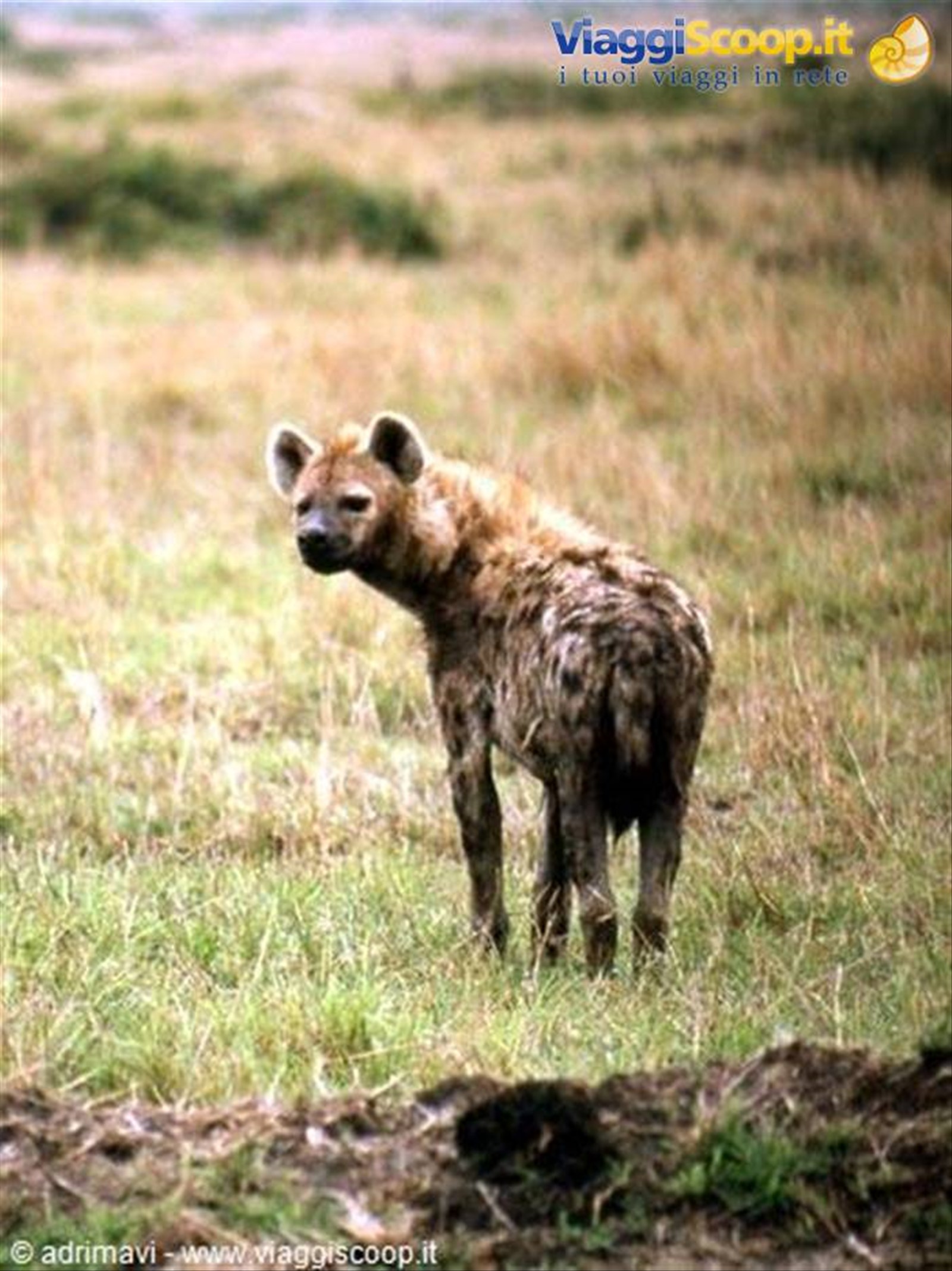 Masai Mara Reserve - iena