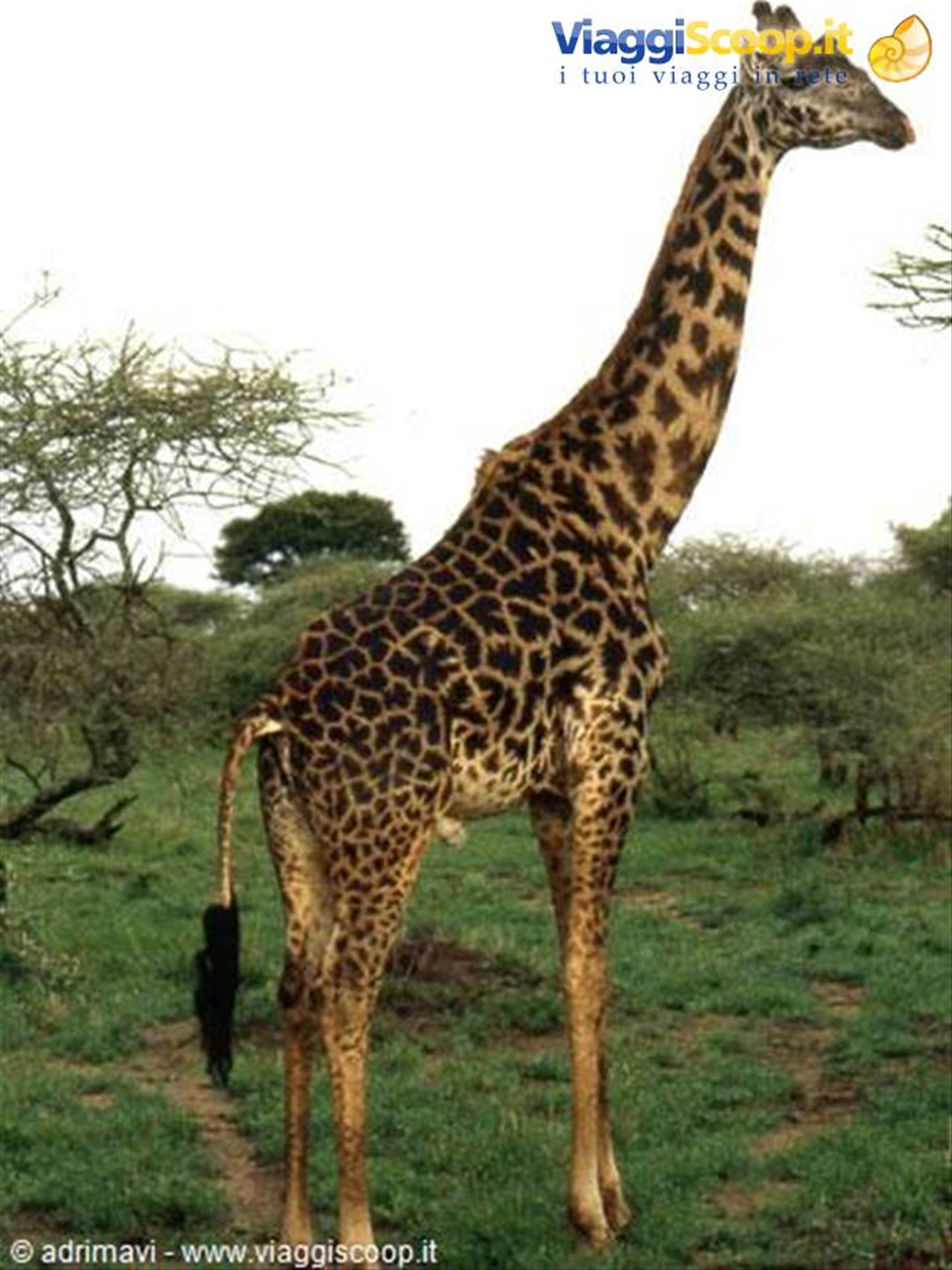 Masai Mara Reserve - giraffa