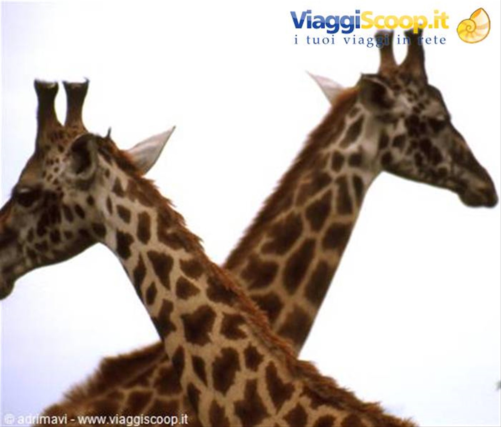 giraffe - Serengeti