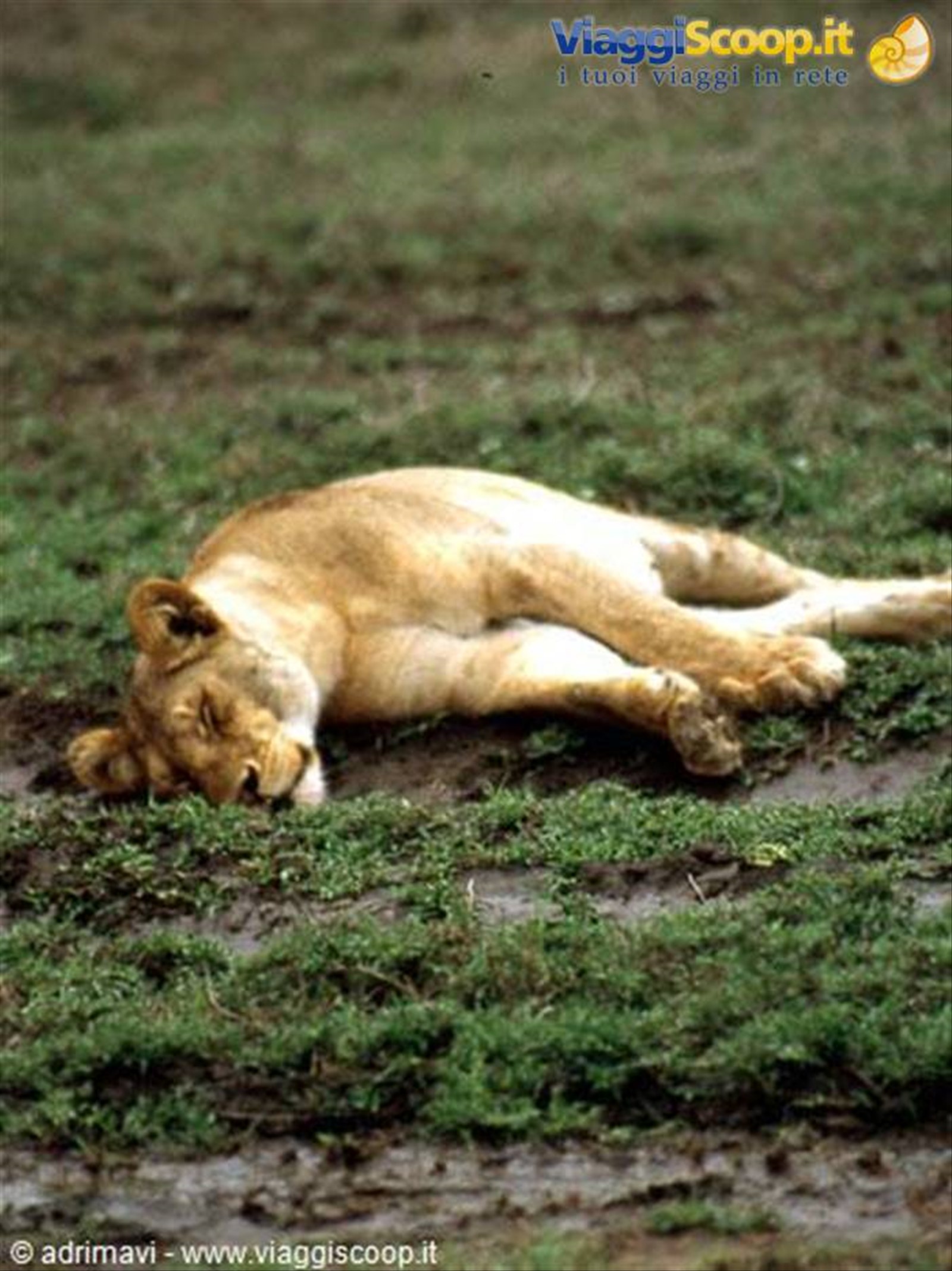 leonessa - Serengeti