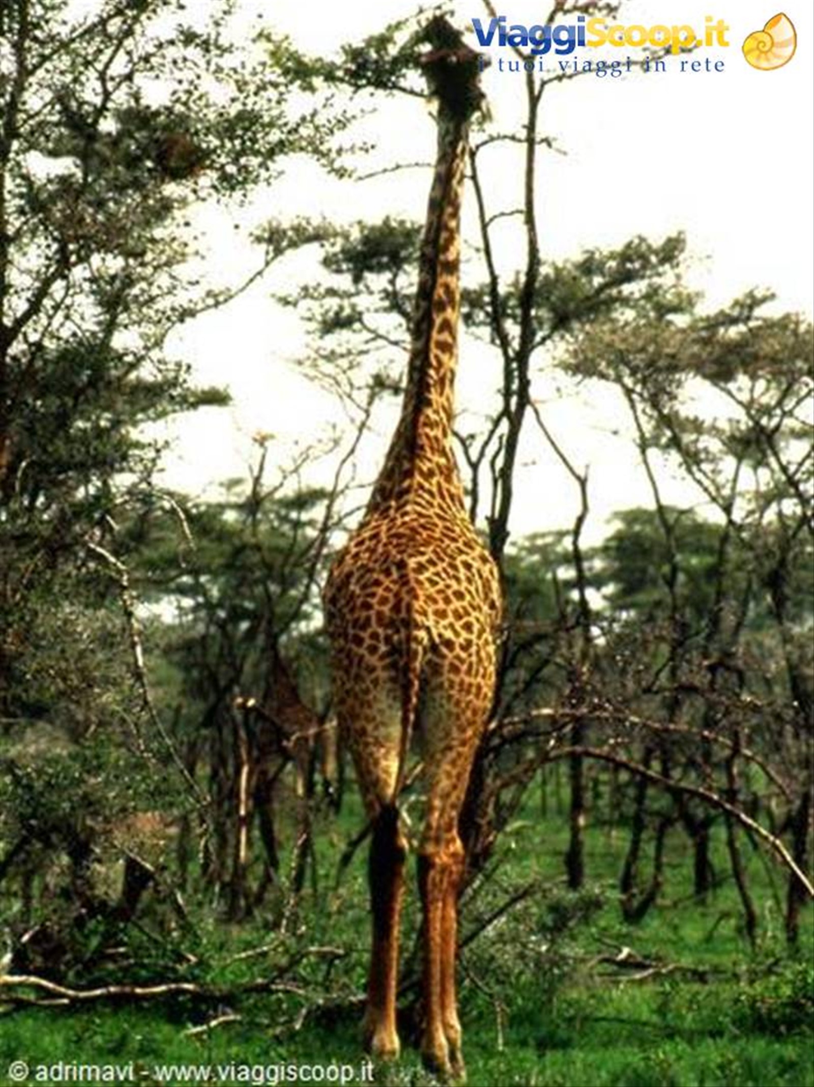 giraffa - Serengeti