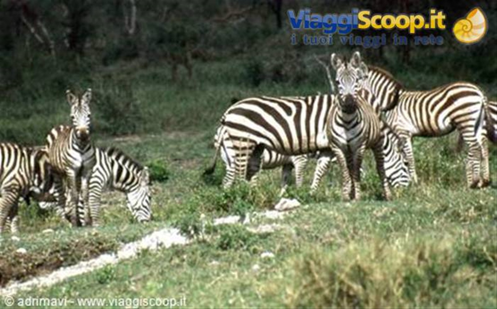 zebre - Serengeti