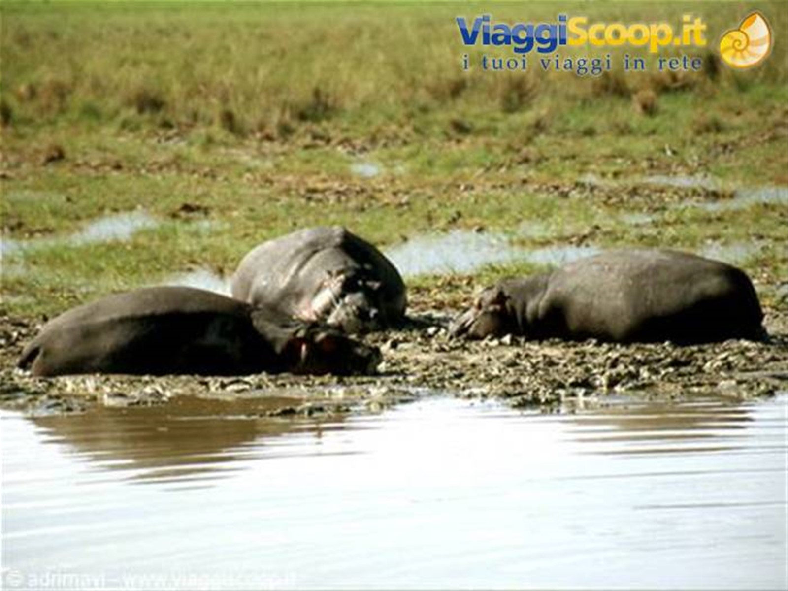 ippopotami - Ngorongoro