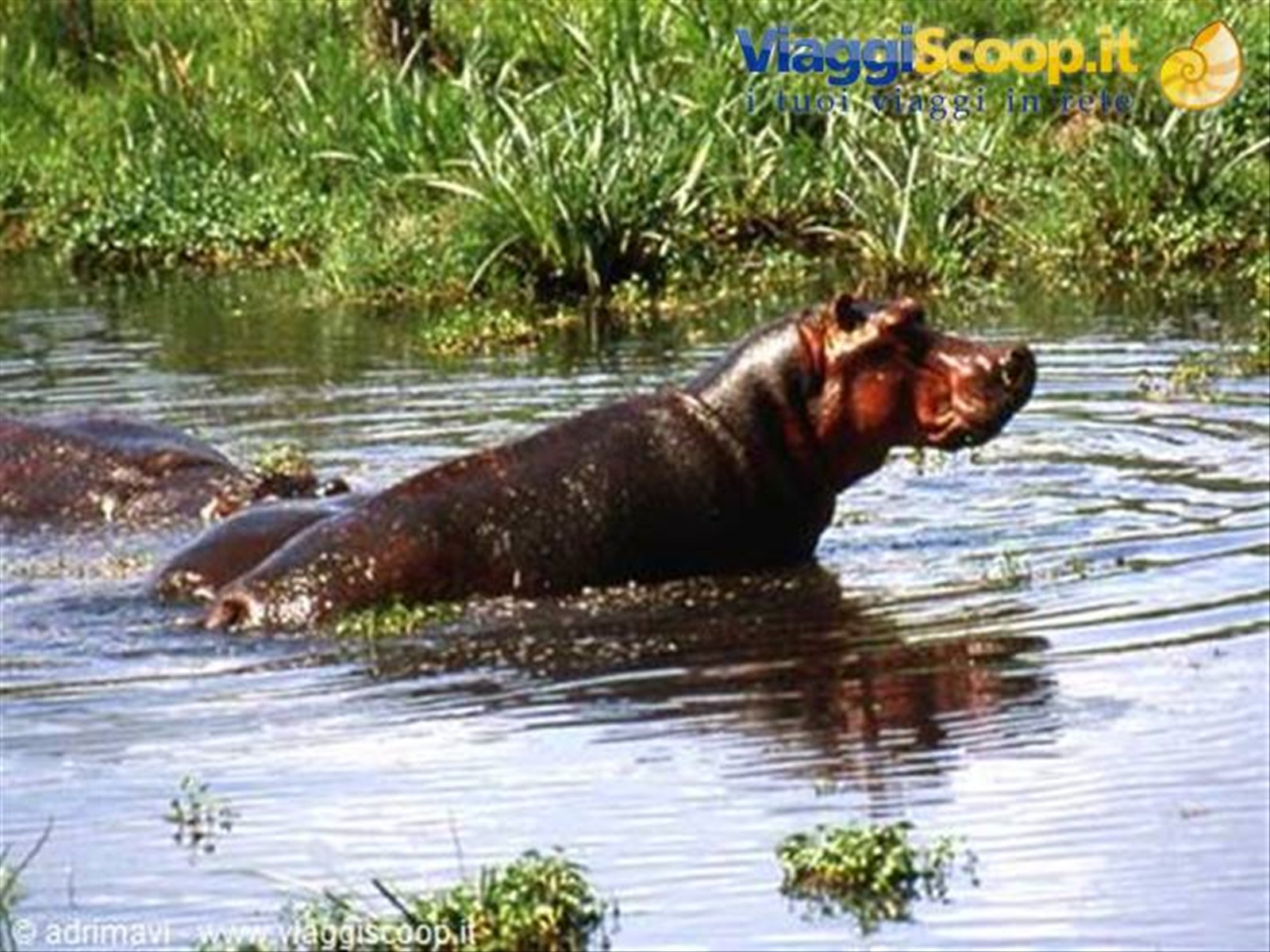 ippopotamo - Ngorongoro