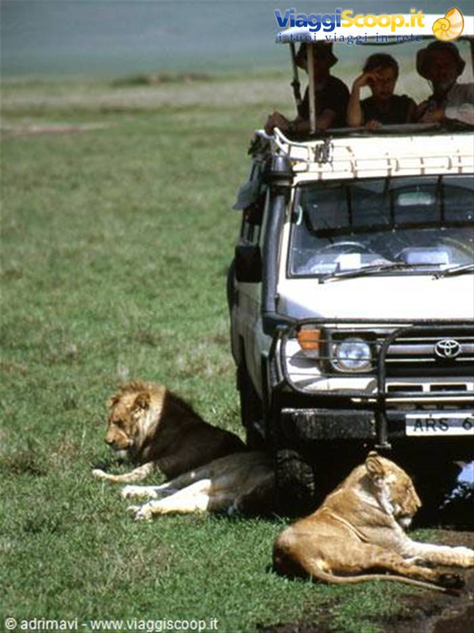 leoni - Ngorongoro