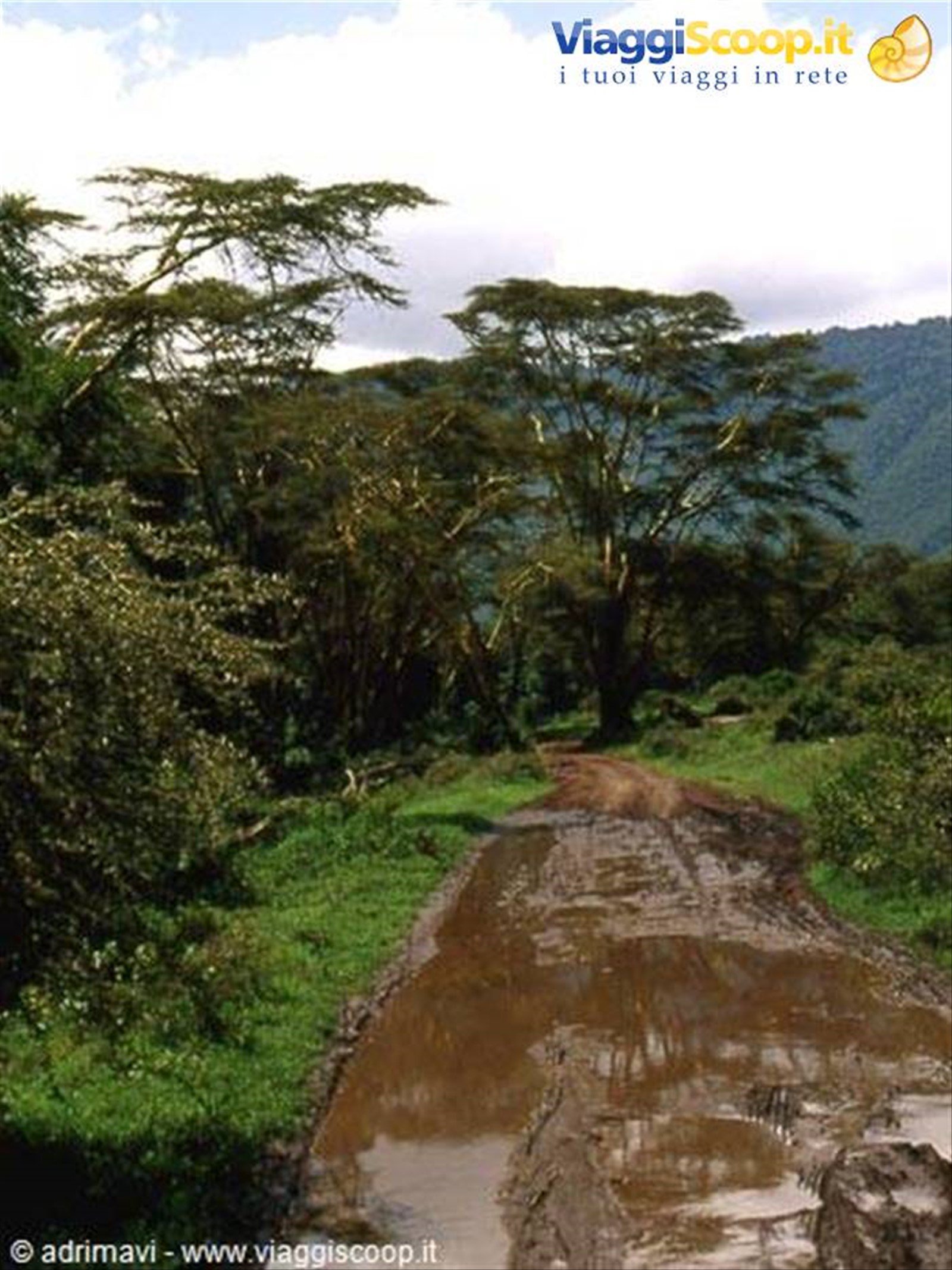 Ngorongoro Crater - Lerai Forest, pista
