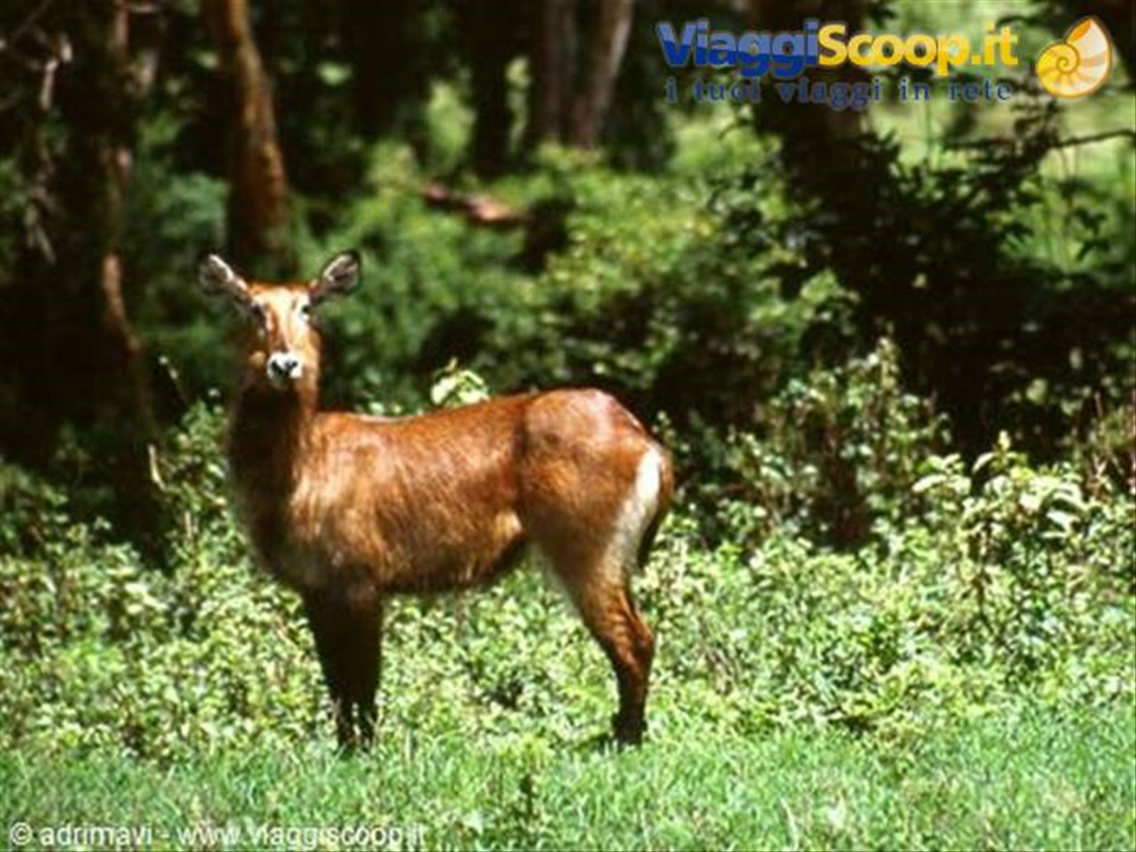 Ngorongoro Crater - Lerai Forest, antilope roana