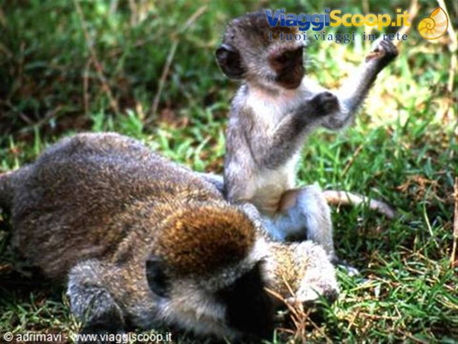 Ngorongoro Crater - Lerai Forest, cercopiteco