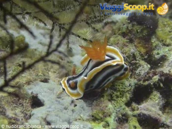 Nudibranco