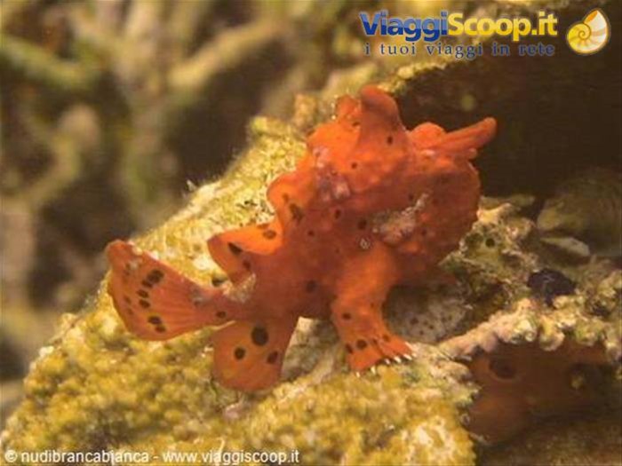 Frog fish
