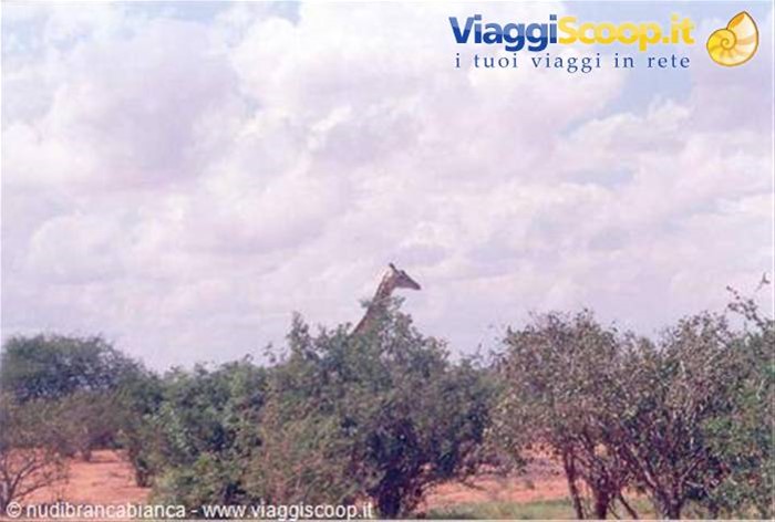 Giraffa timida