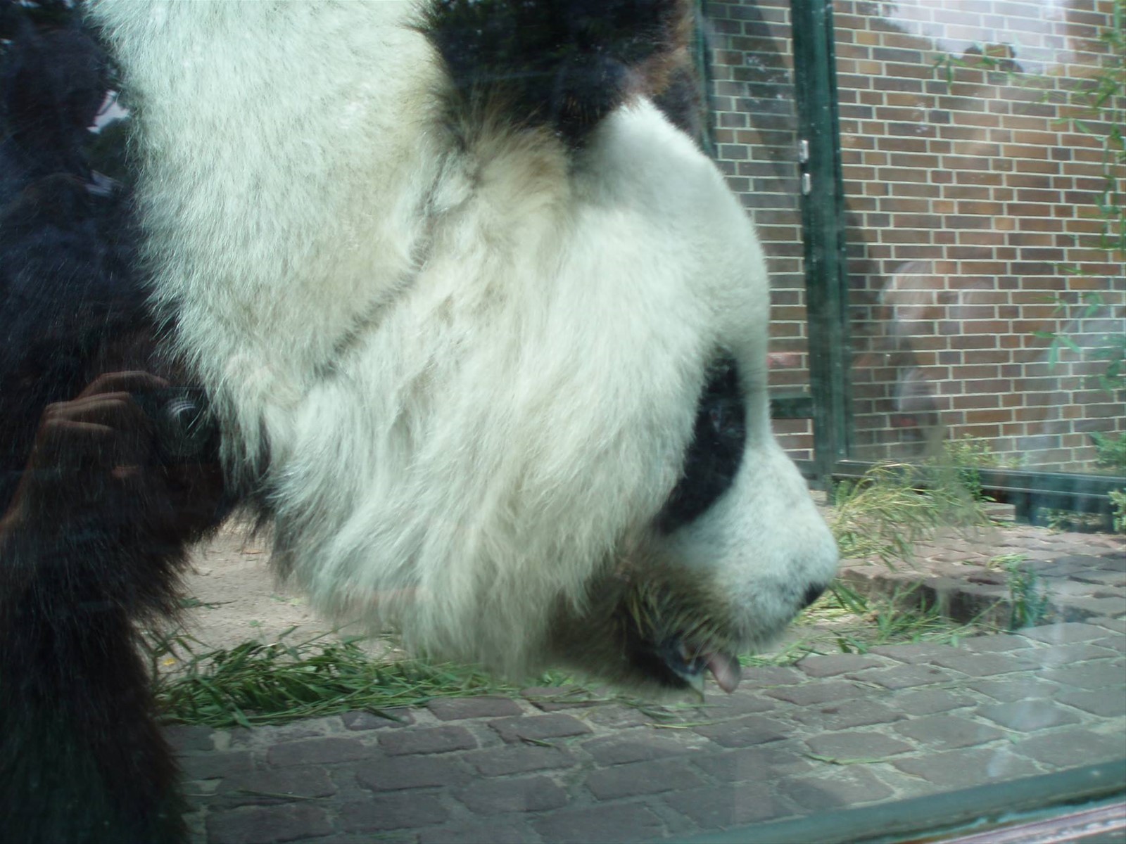 Yan Yan allo Zoo di Berlino.