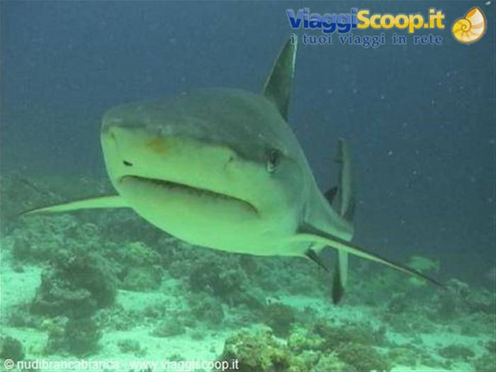 Sudan crociera sub