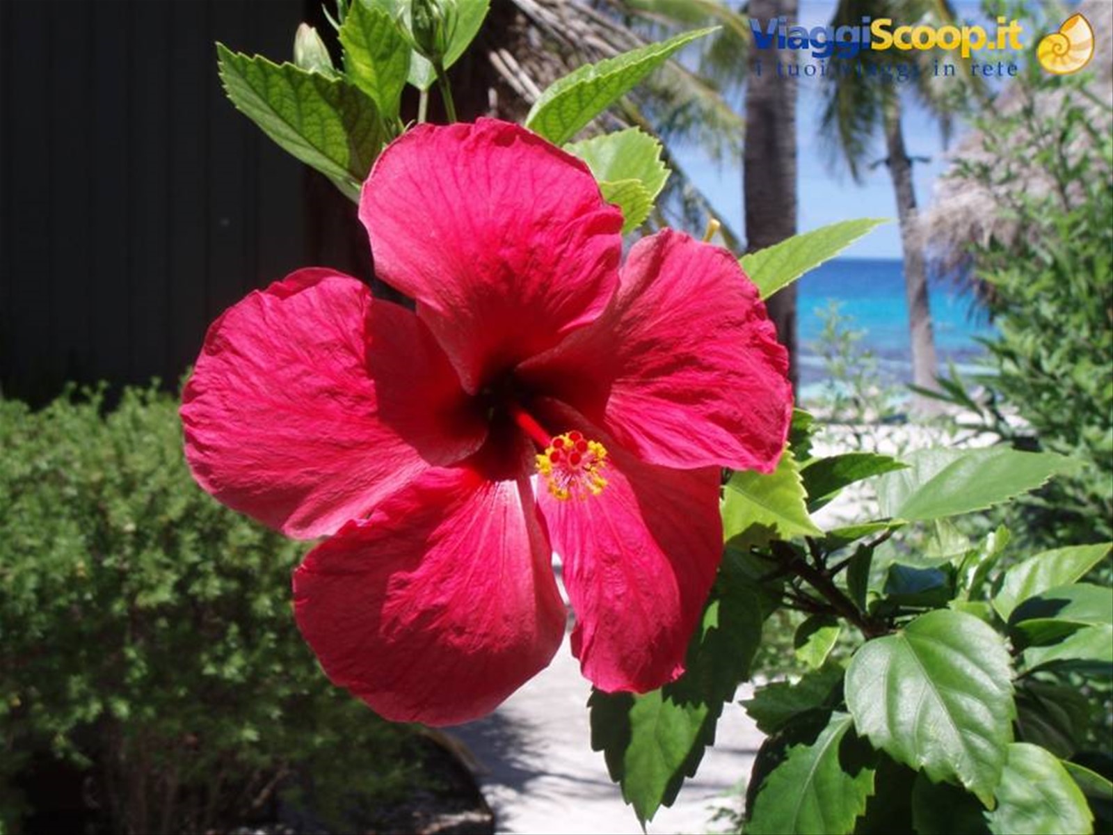 Hibiscus