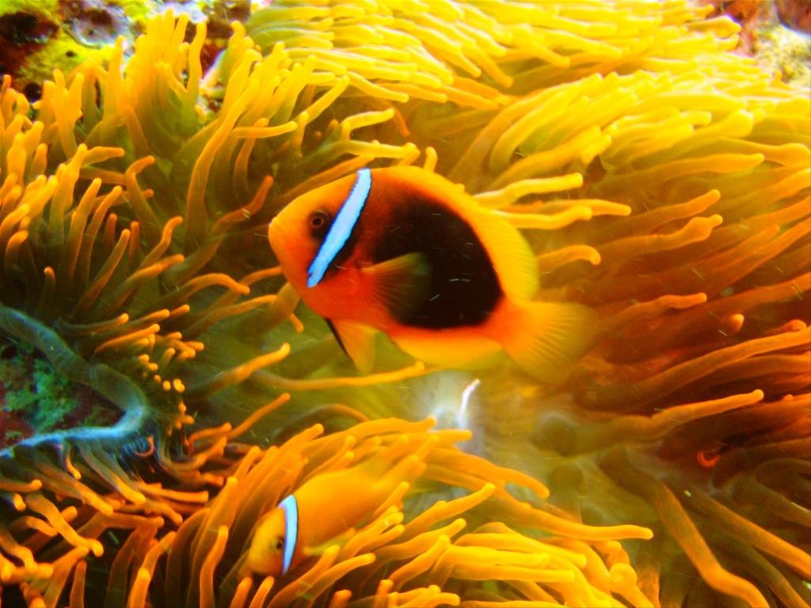 Pesce pagliaccio.