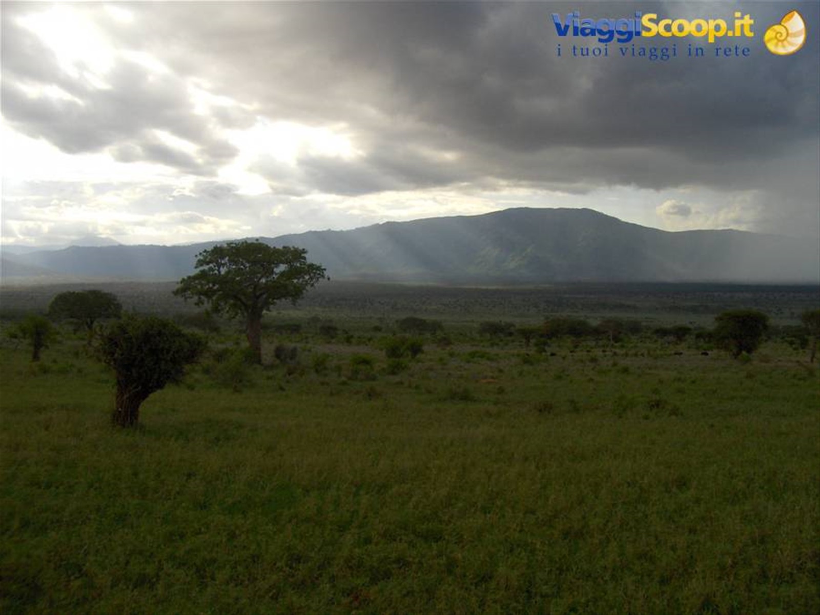 Savana