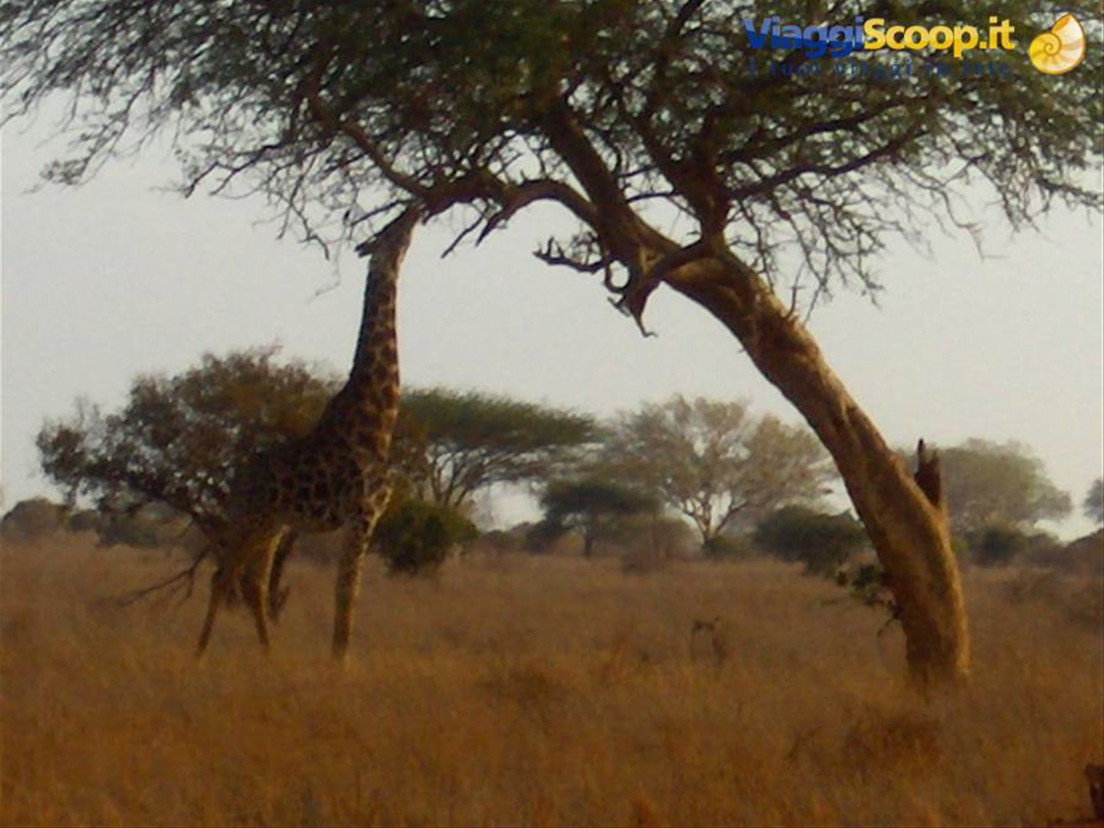 Foto di viaggio in KENYA