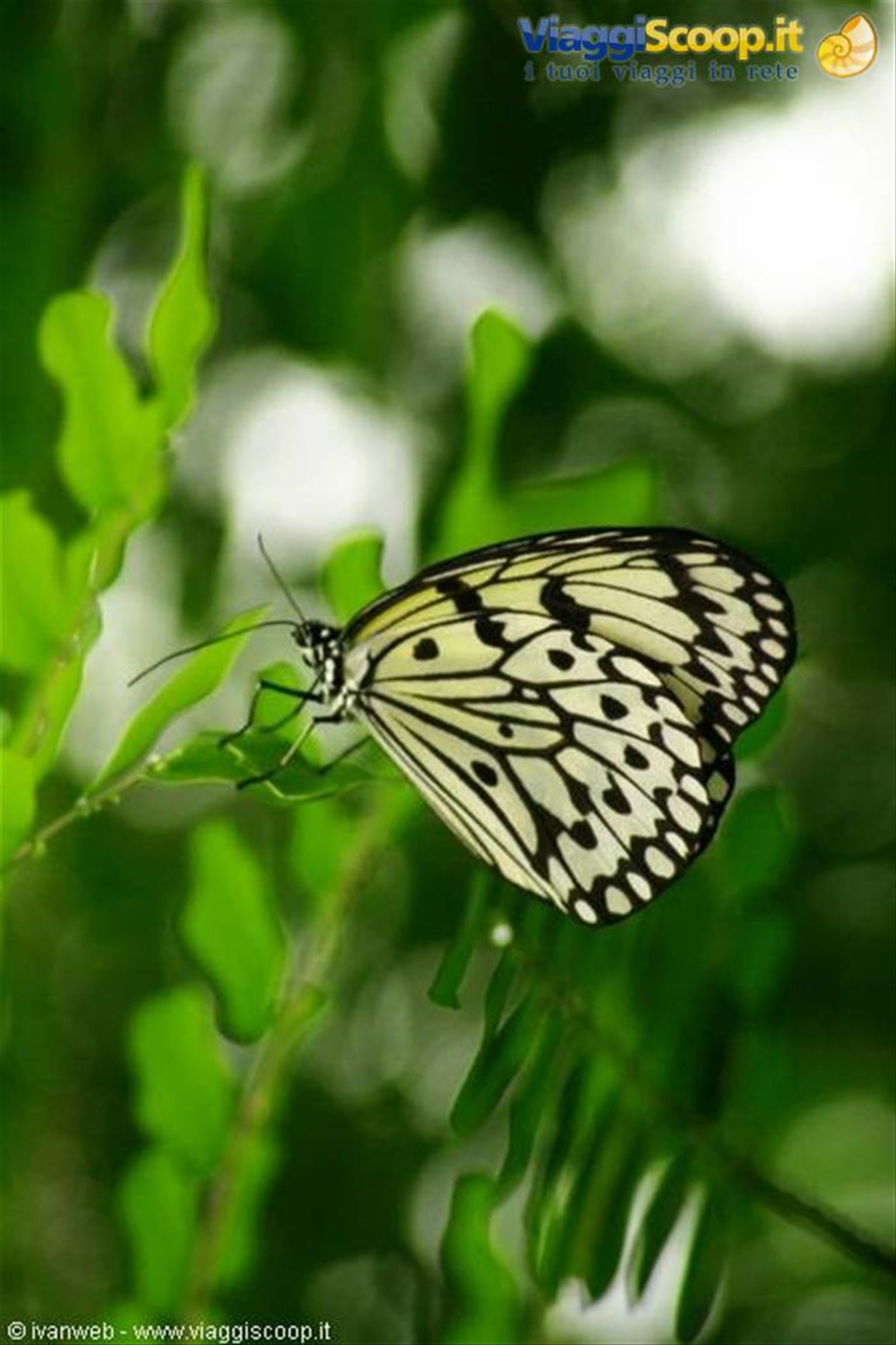 Butterfly Farm