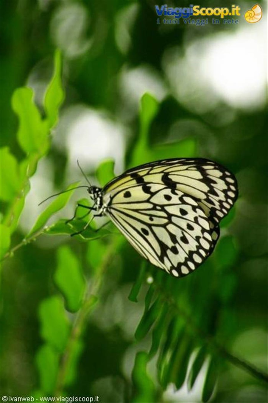 Butterfly Farm