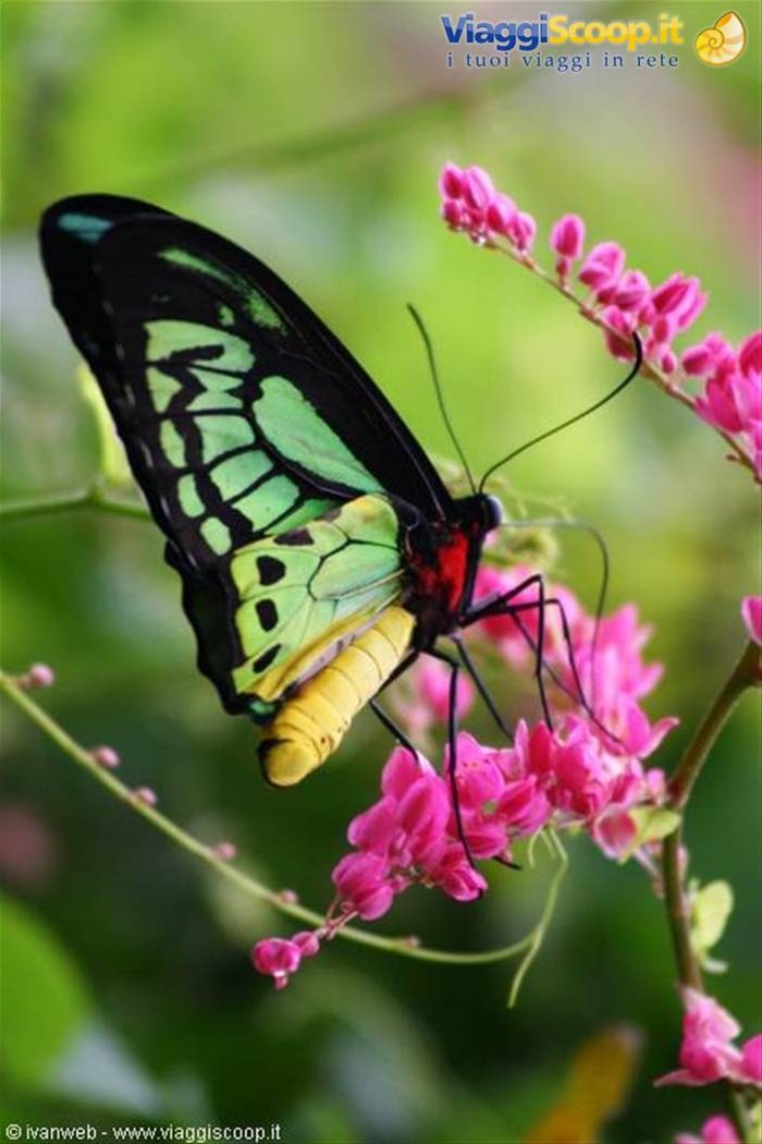 Butterfly farm