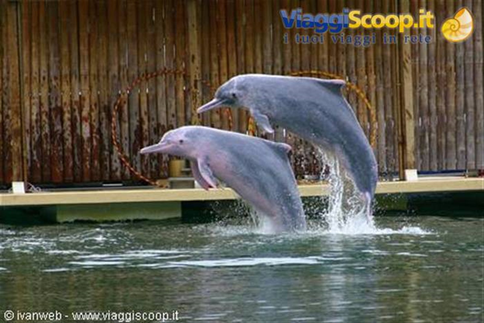 Dolphin Lagoon