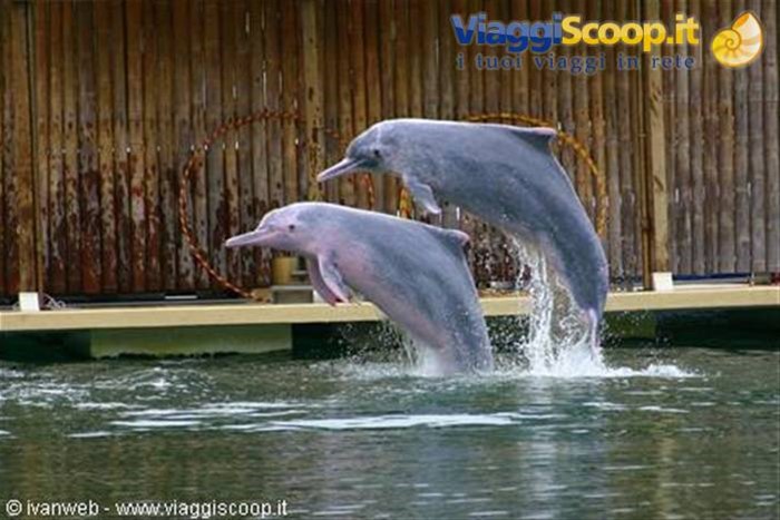 Dolphin Lagoon