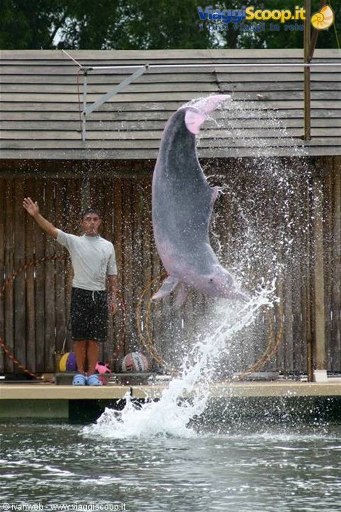 Dolphin Lagoon