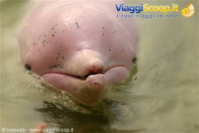 Delfino rosa