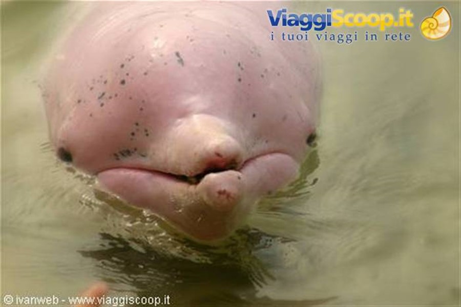Delfino rosa