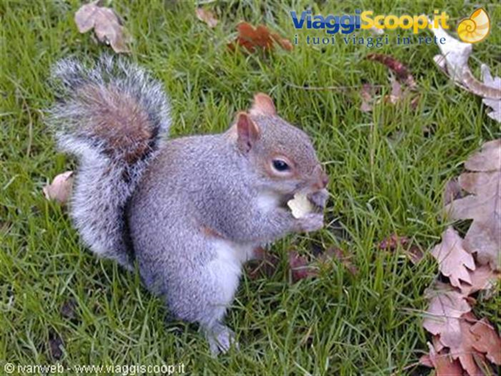 Scoiattolo che mangia una Pringles a Regent's Park!!