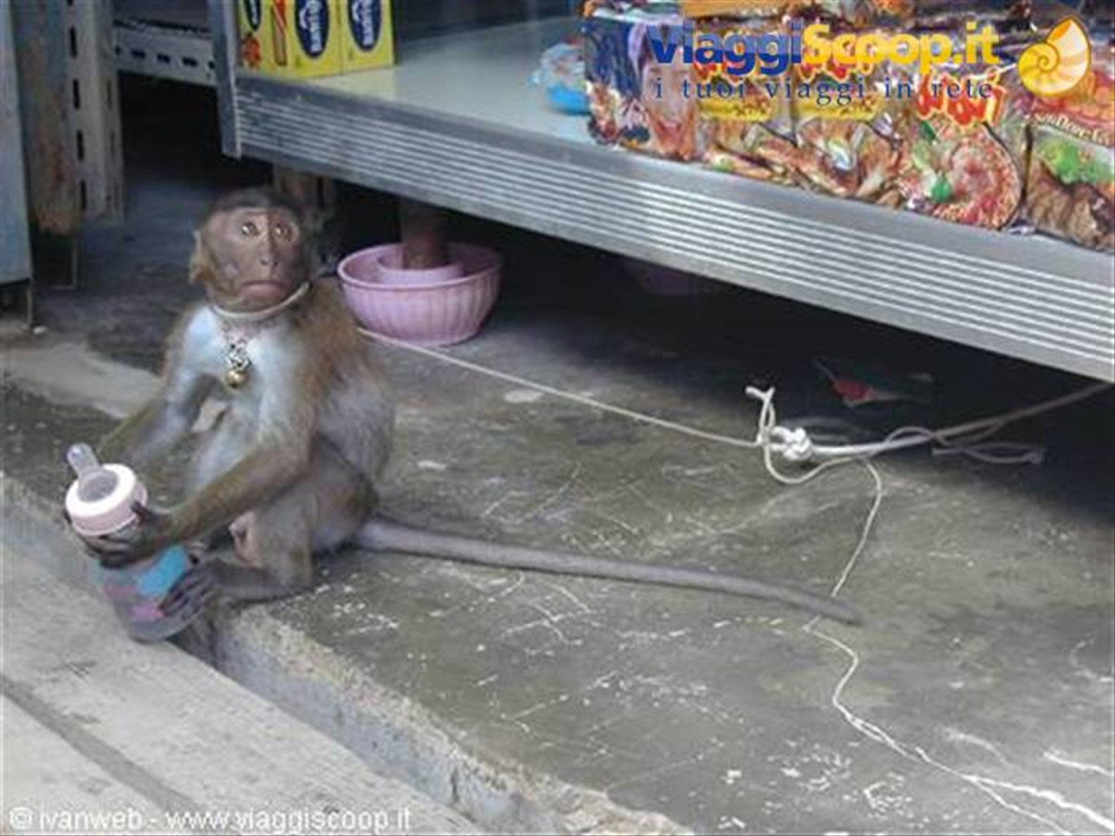 Macaco e biberon...