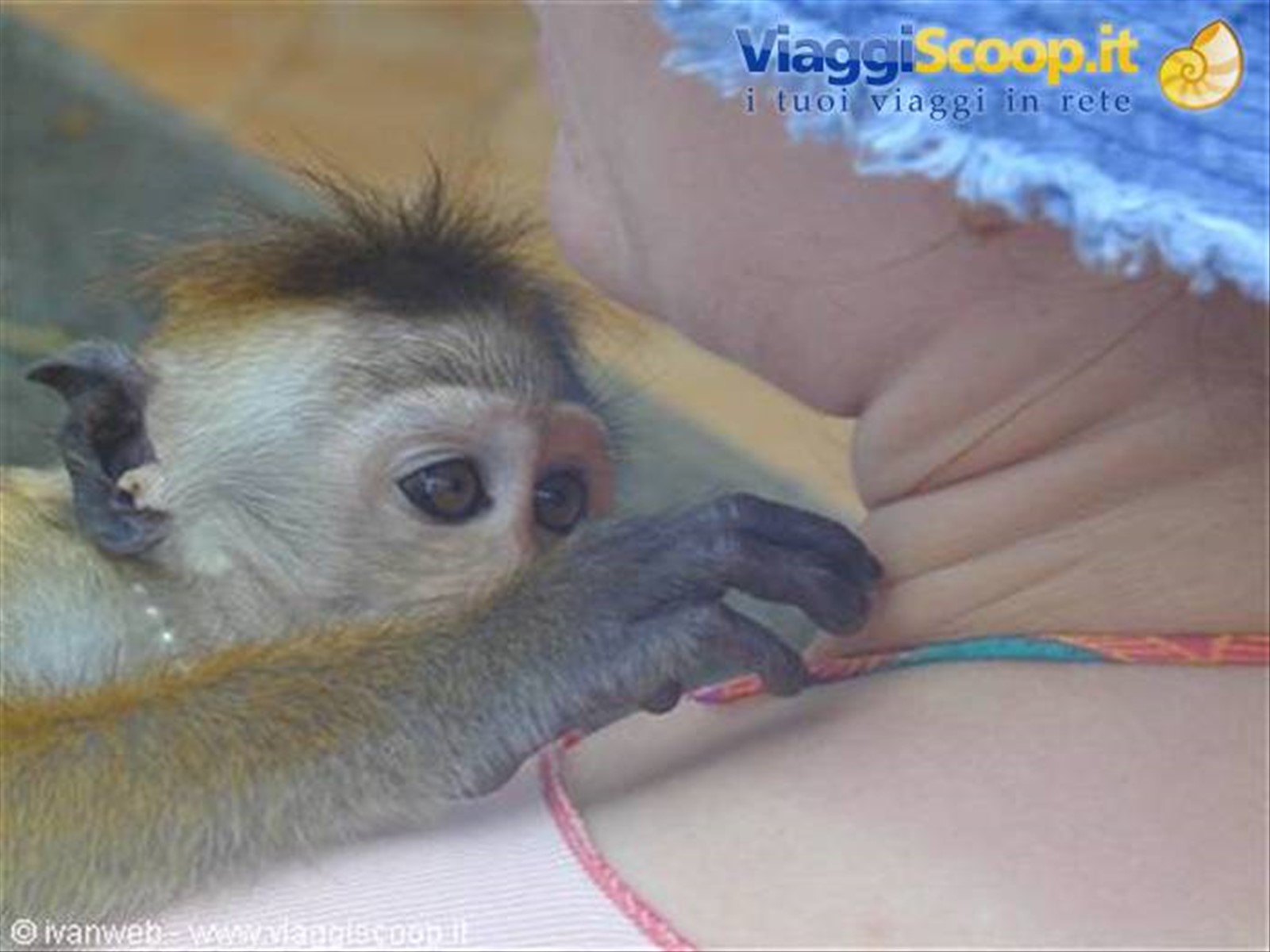 Il macaco Rudi