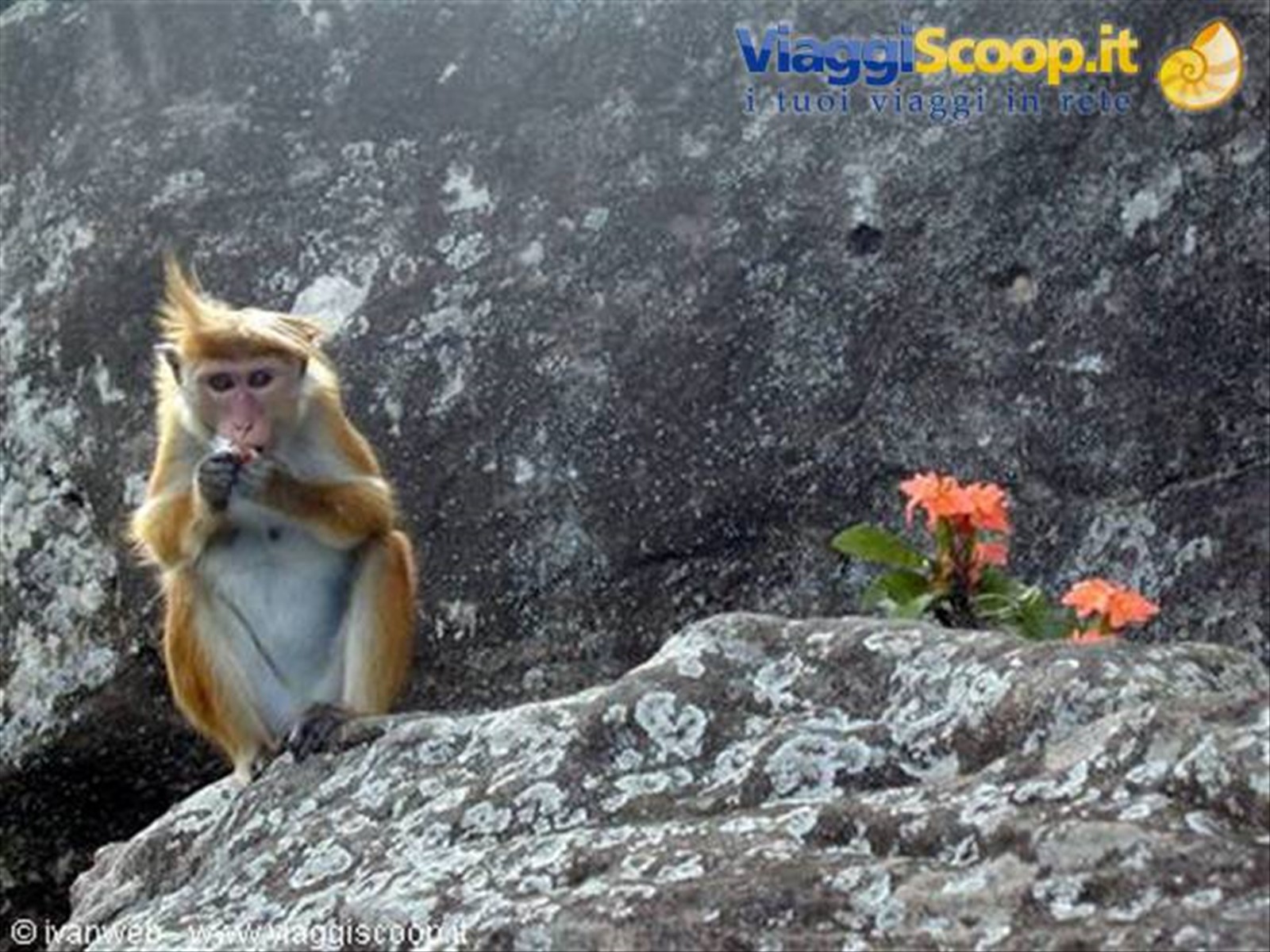 Macaco col berretto che sbuccia una caramella