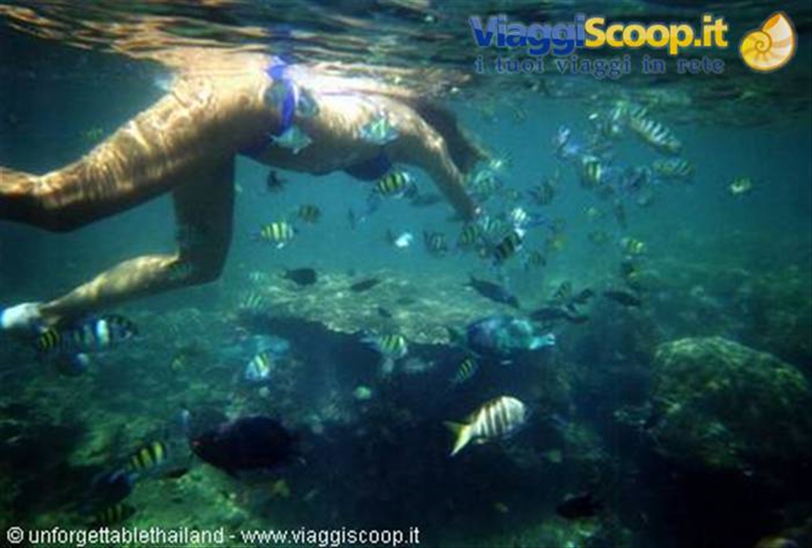 Snorkelinga Coral Island vicino Phuket