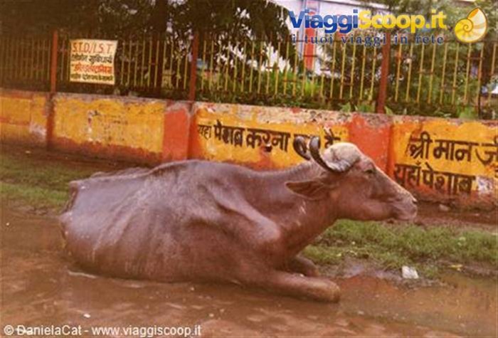 La povera mucca anche lei mezza morta di fame