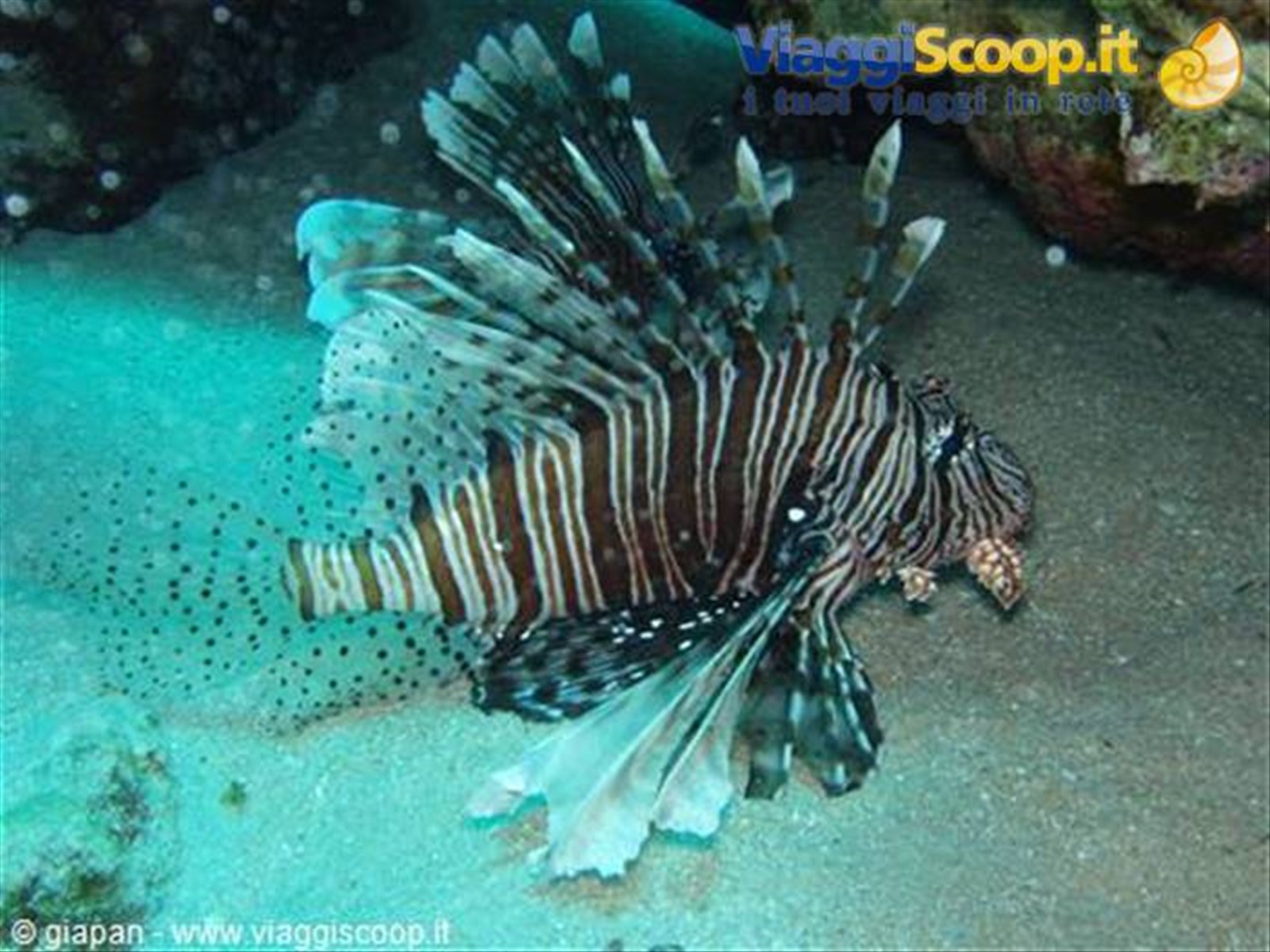 Lion Fish