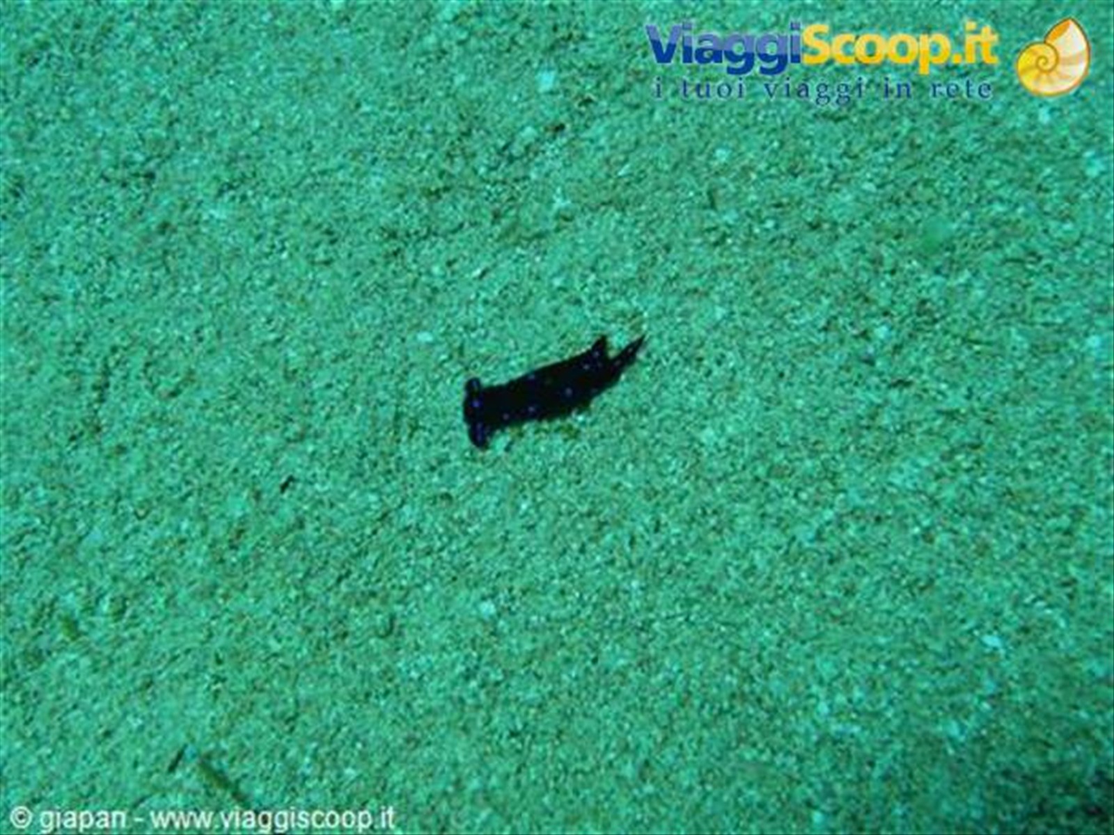 Nudibranco