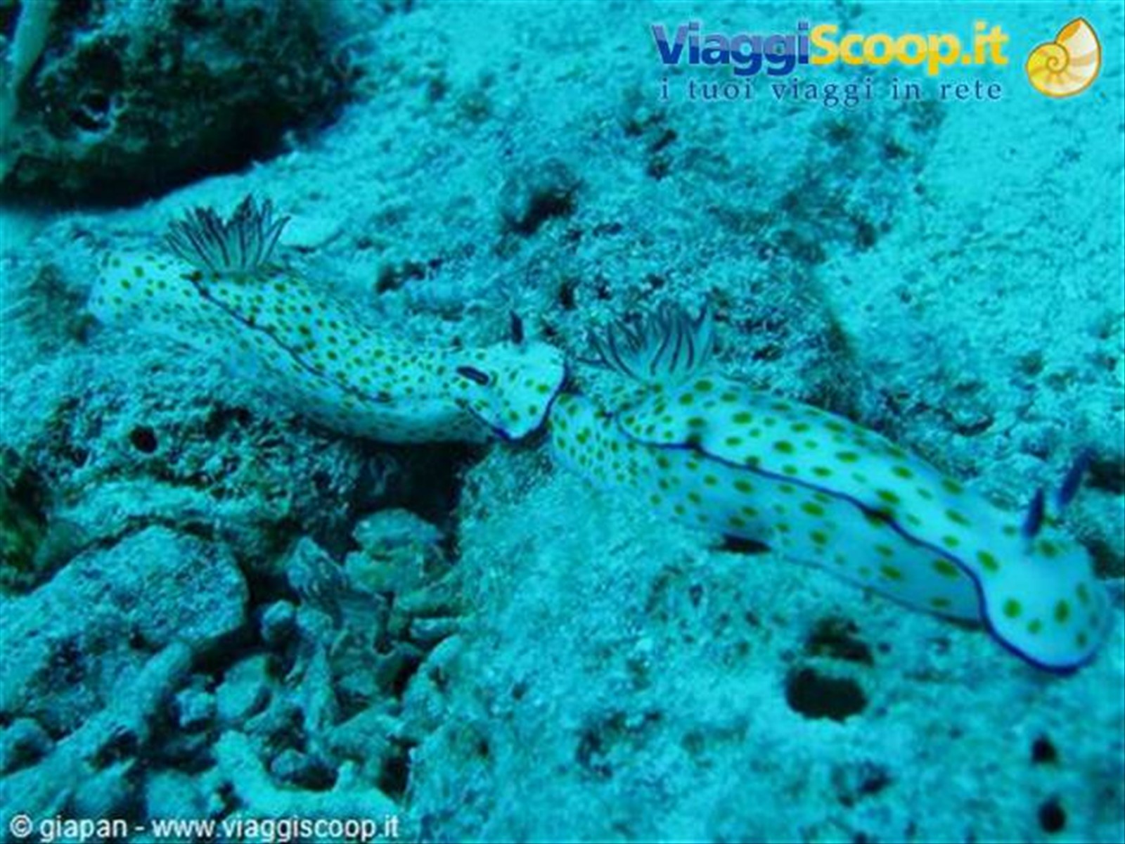 Nudibranco