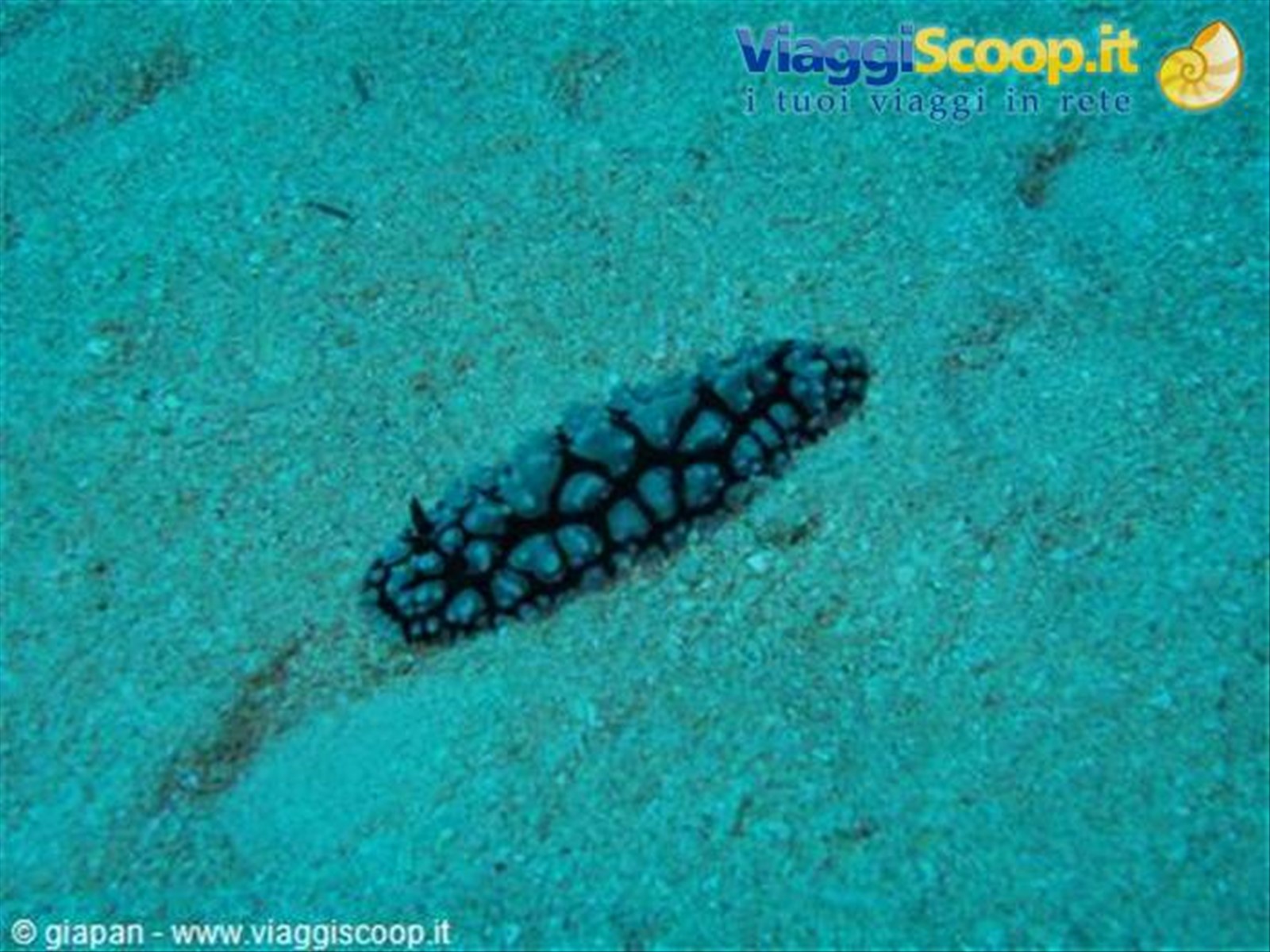 Nudibranco