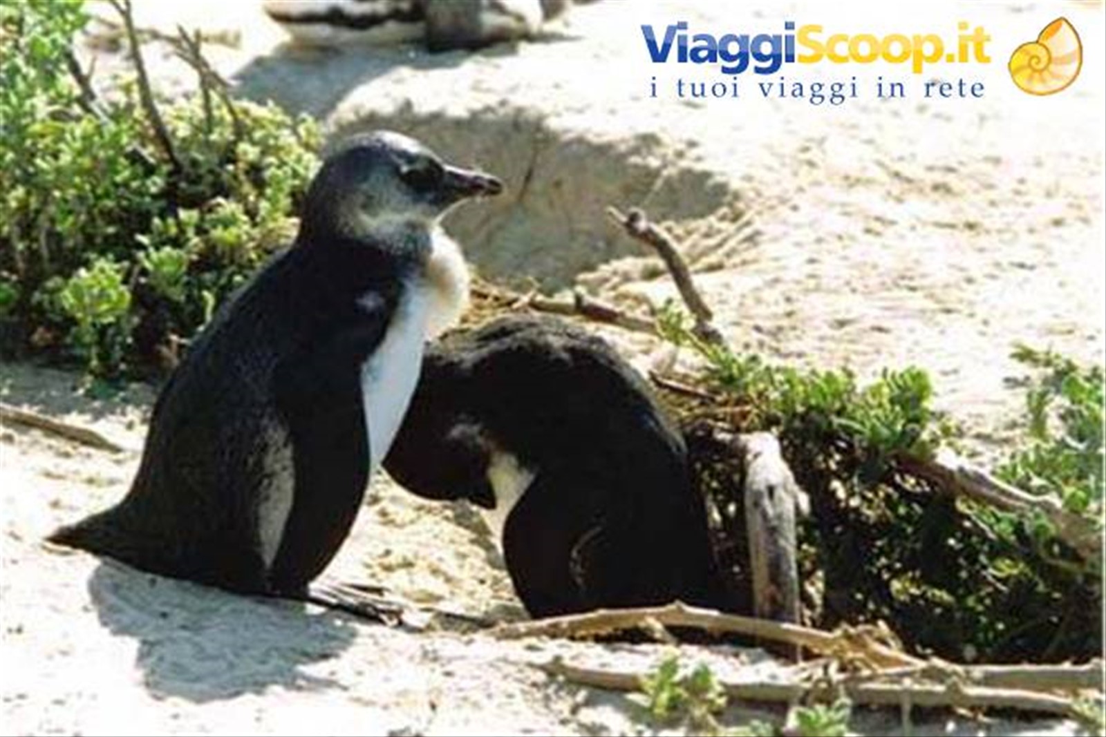 Great Pinguin