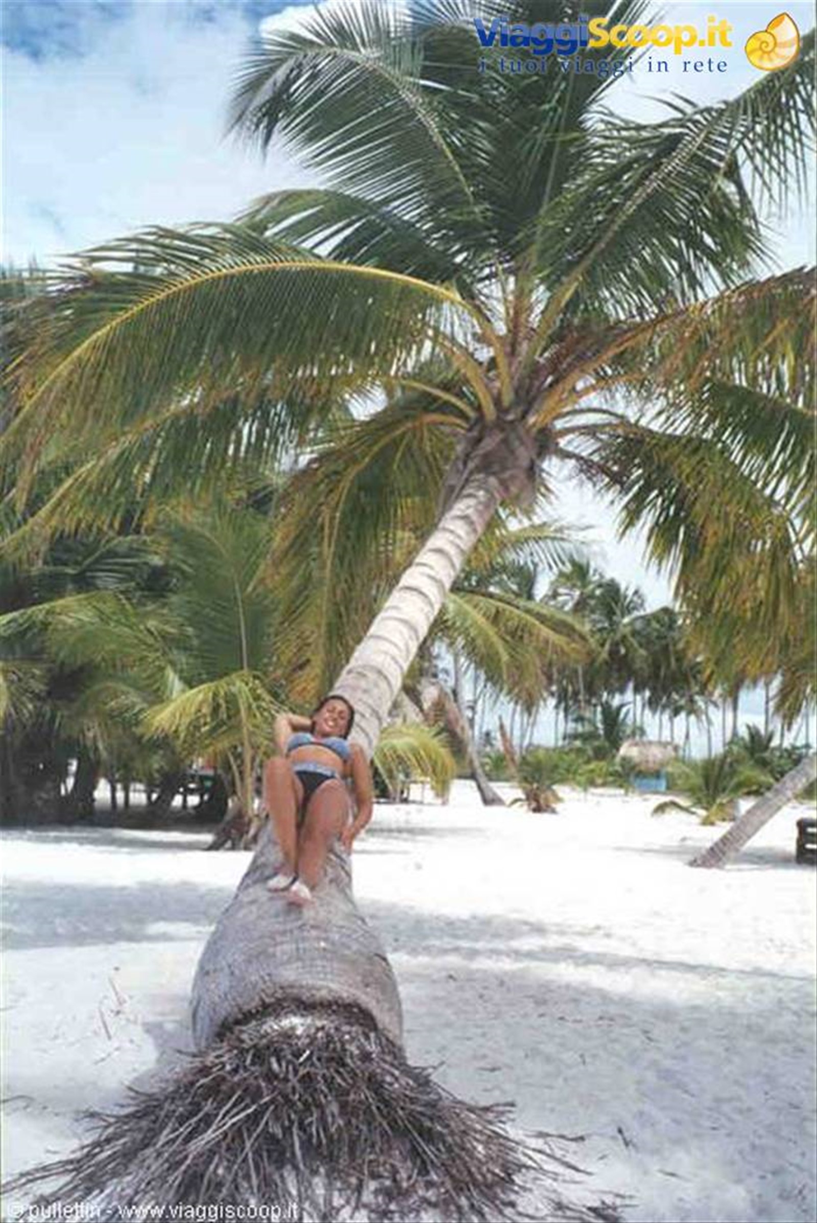 Le palme ....