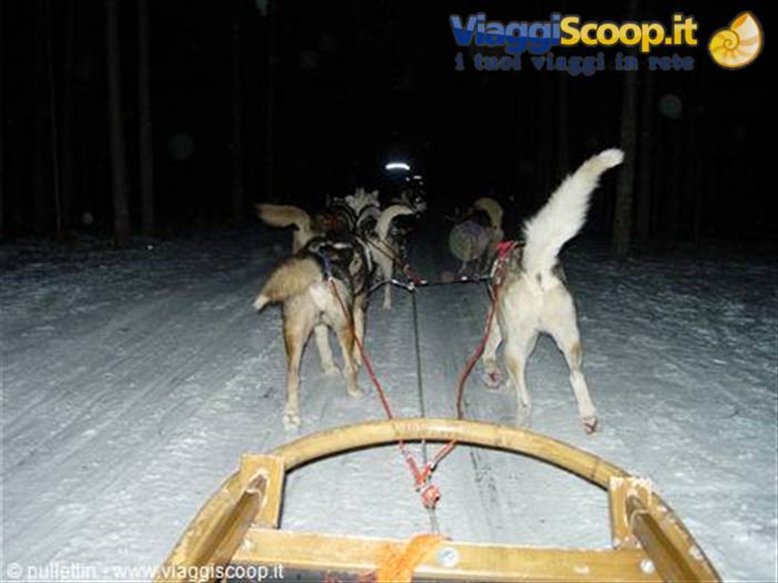 Husky safari