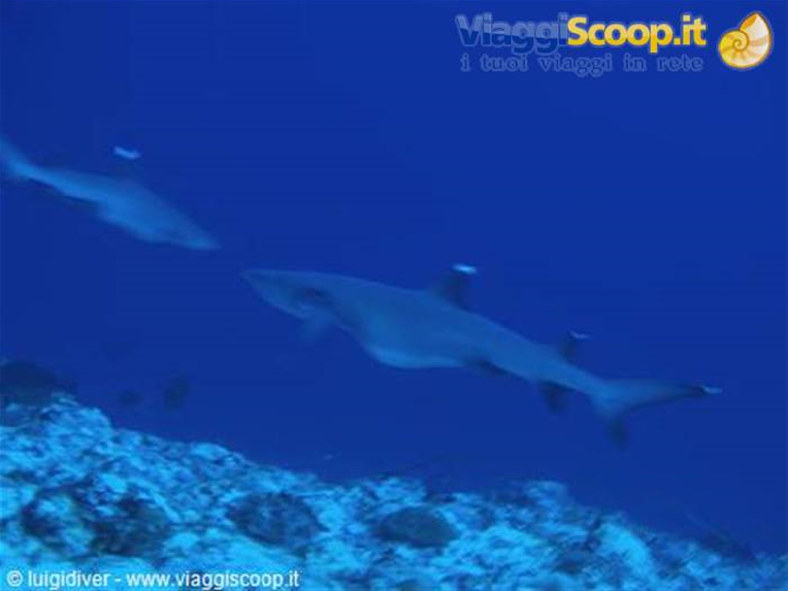 Foto di viaggio in MALDIVE