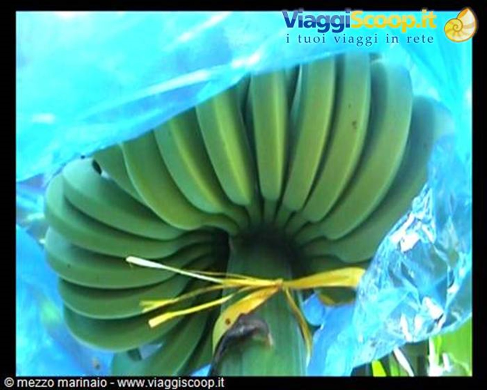 banane