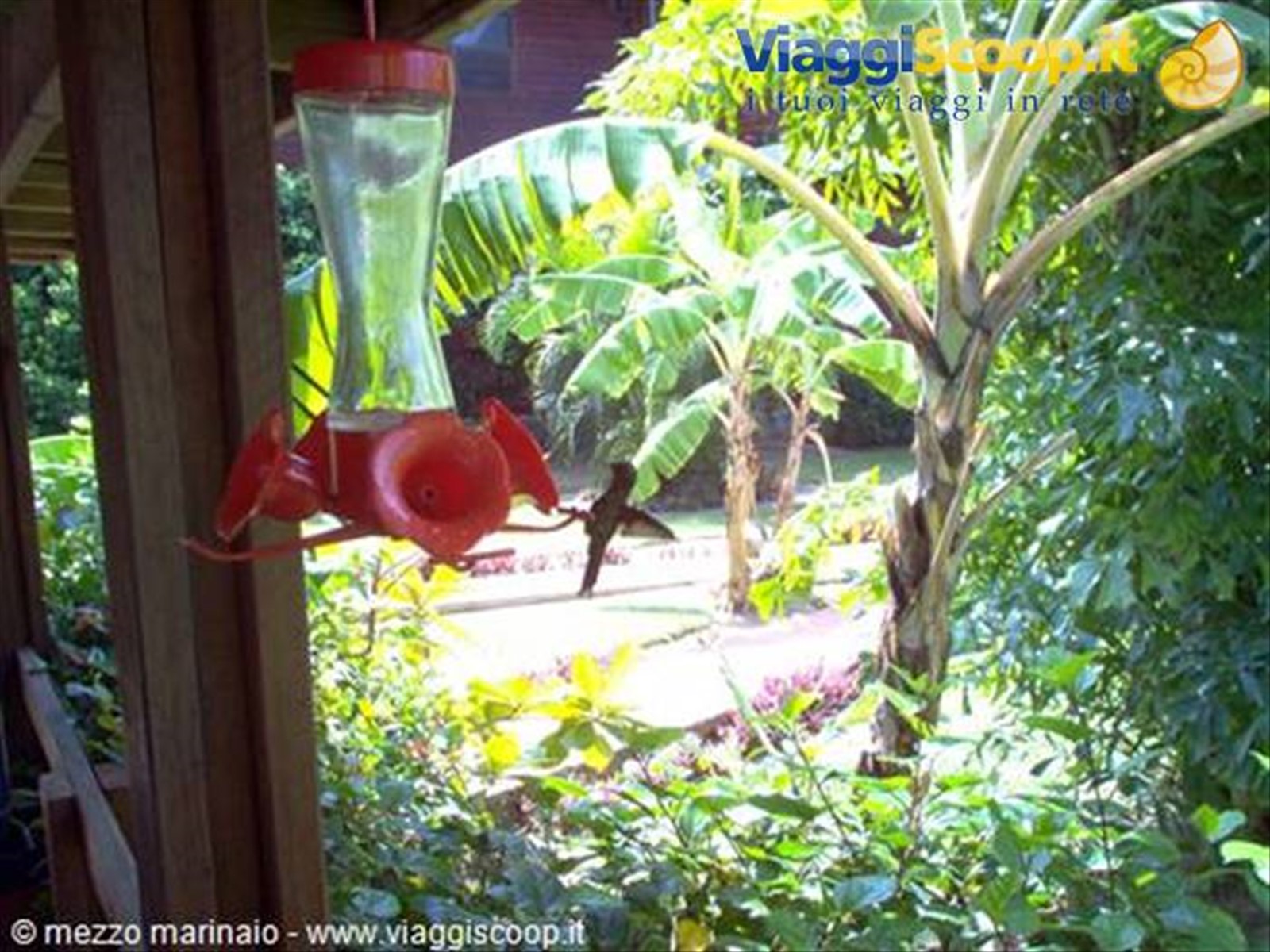 colibrì