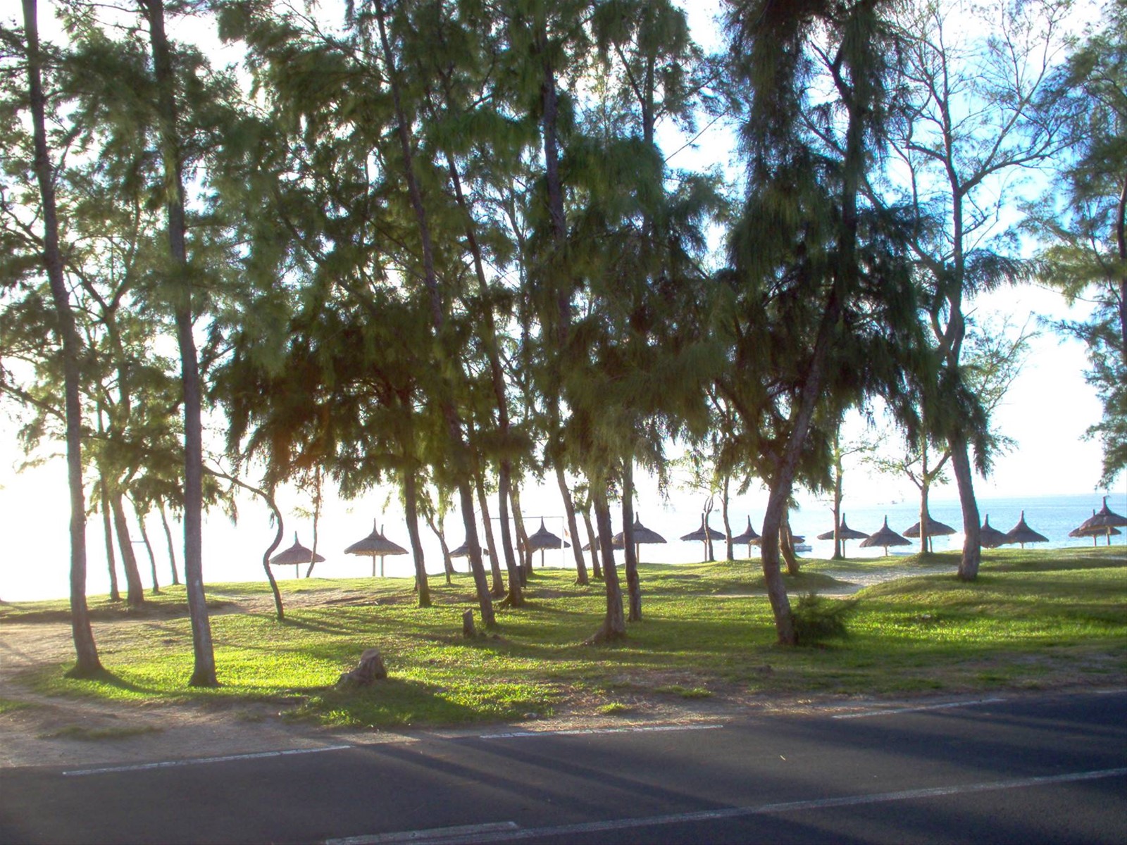 pineta